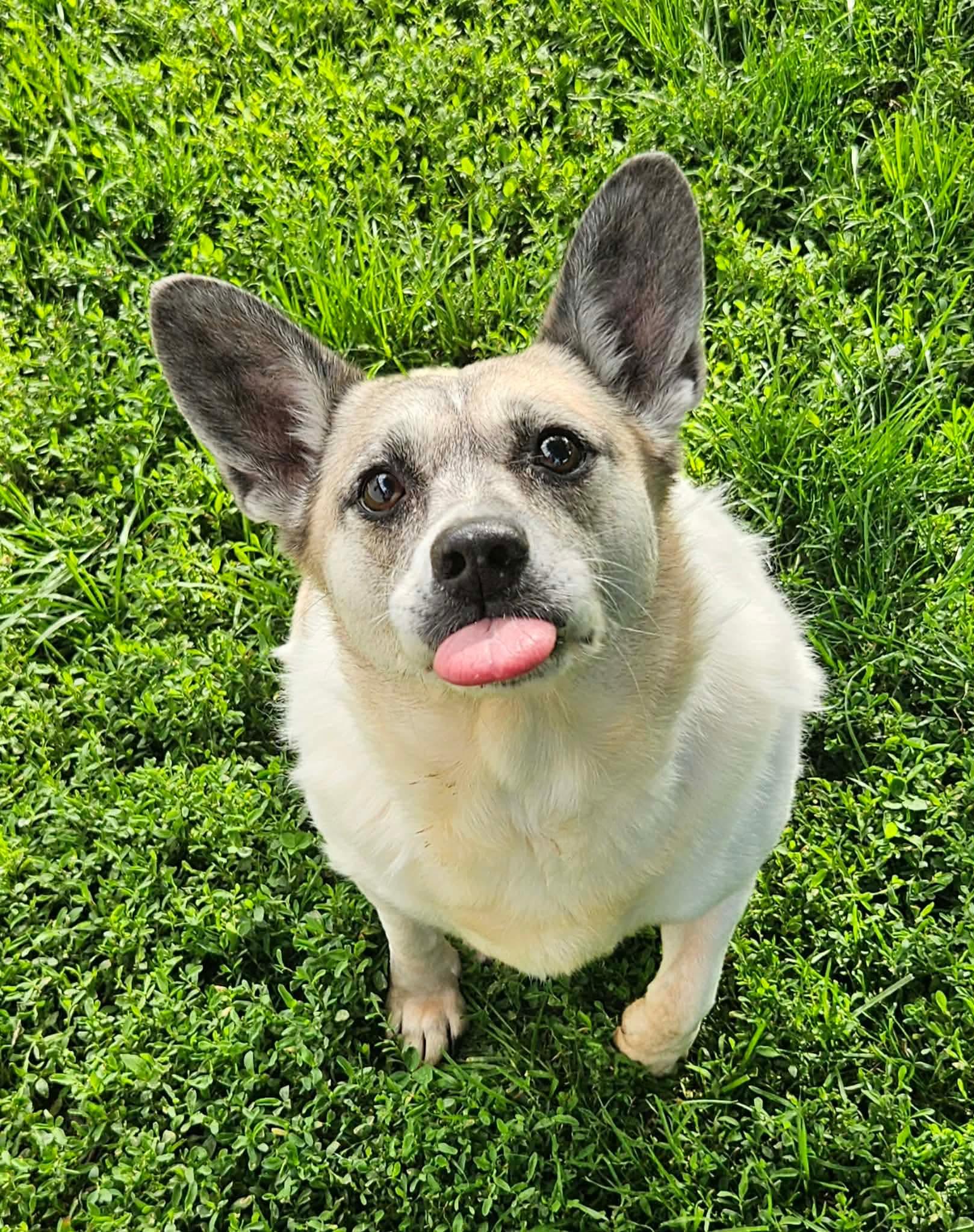 Piper, a Adoptable mixed breed in Richmond, KY image 2/6