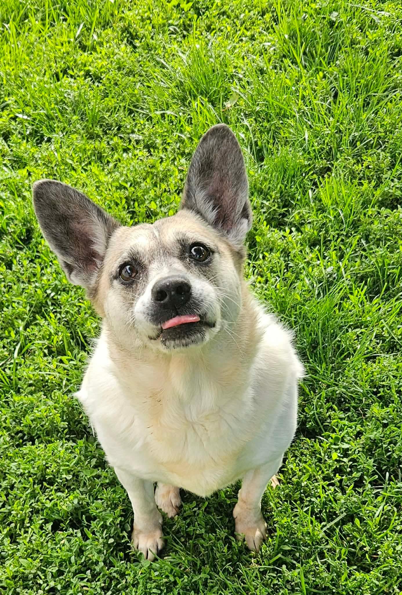 Piper, a Adoptable mixed breed in Richmond, KY image 3/6