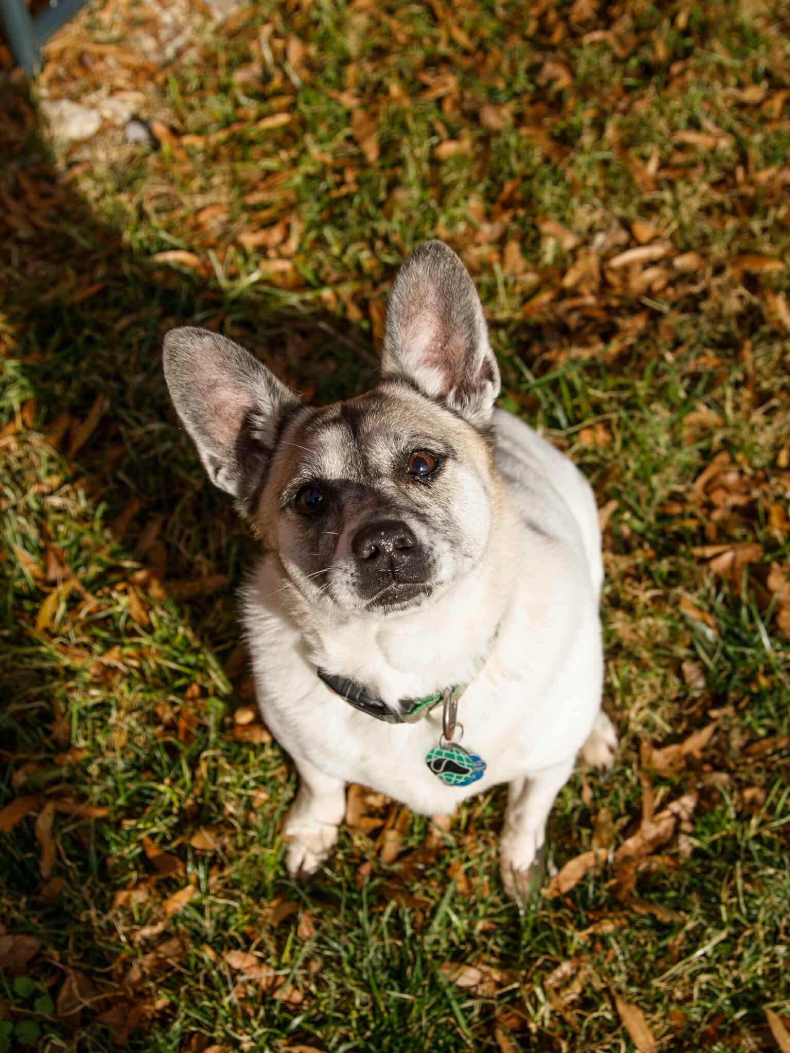 Enlarge Piper, a Adoptable mixed breed in Richmond, KY image 3/5