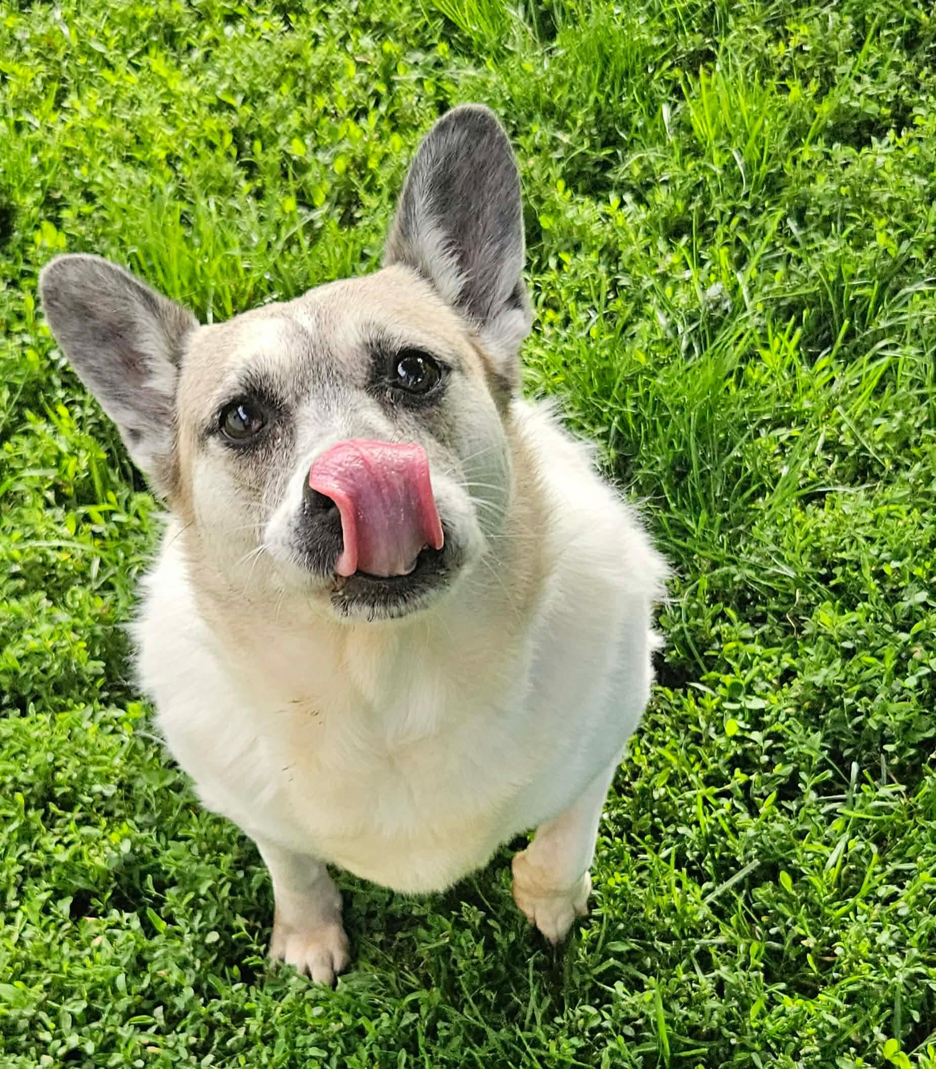 Piper, a Adoptable mixed breed in Richmond, KY image 4/6