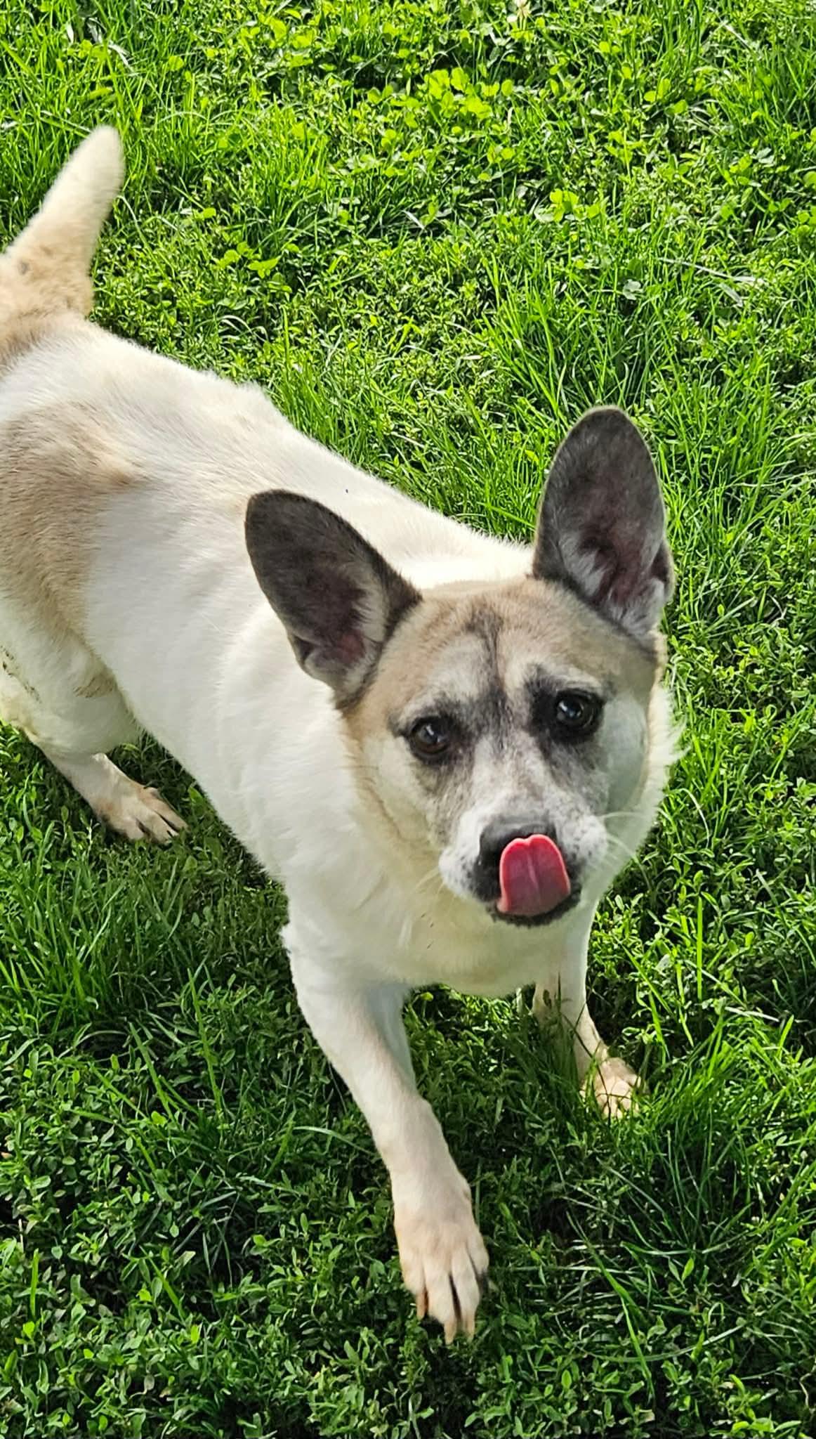 Piper, a Adoptable mixed breed in Richmond, KY image 5/6
