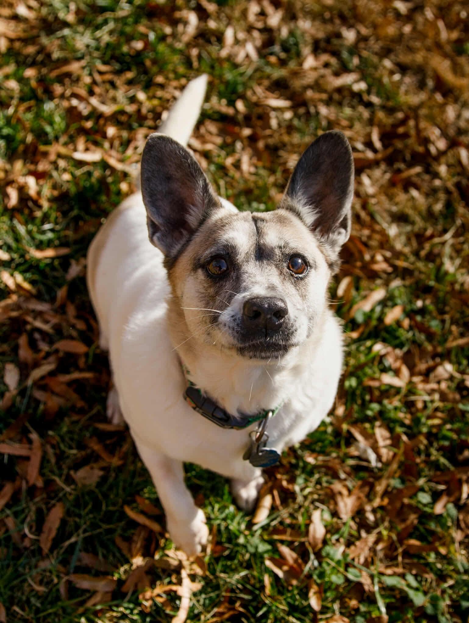 Enlarge Piper, a Adoptable mixed breed in Richmond, KY image 4/5