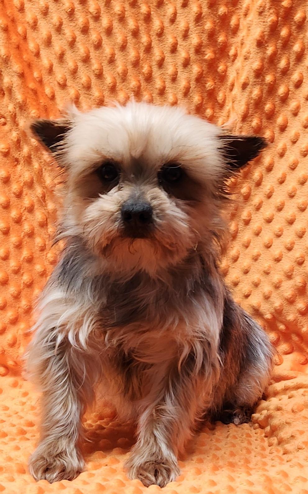 Teddy, adopted, Adult Male Yorkshire Terrier.