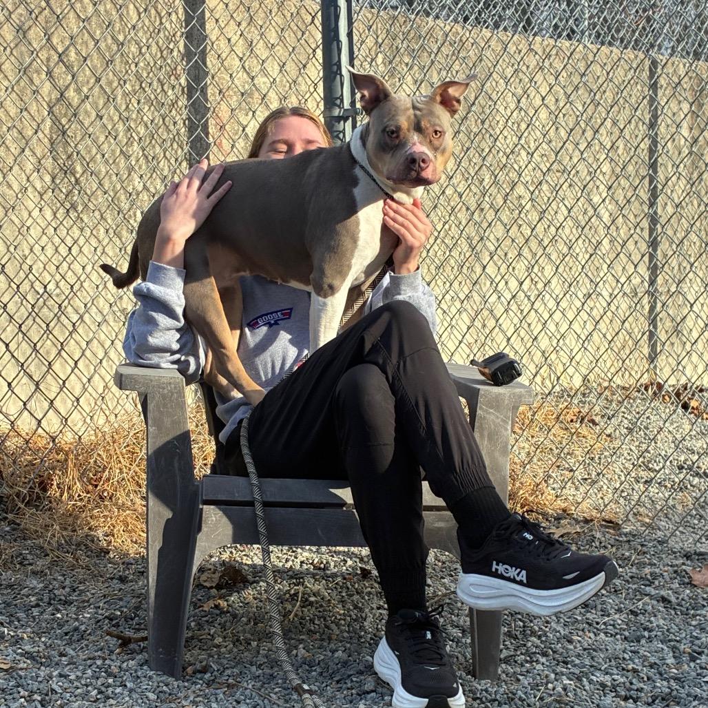 Enlarge Coco, a Adoptable Mixed Breed in Fredericksburg, VA image 1/6