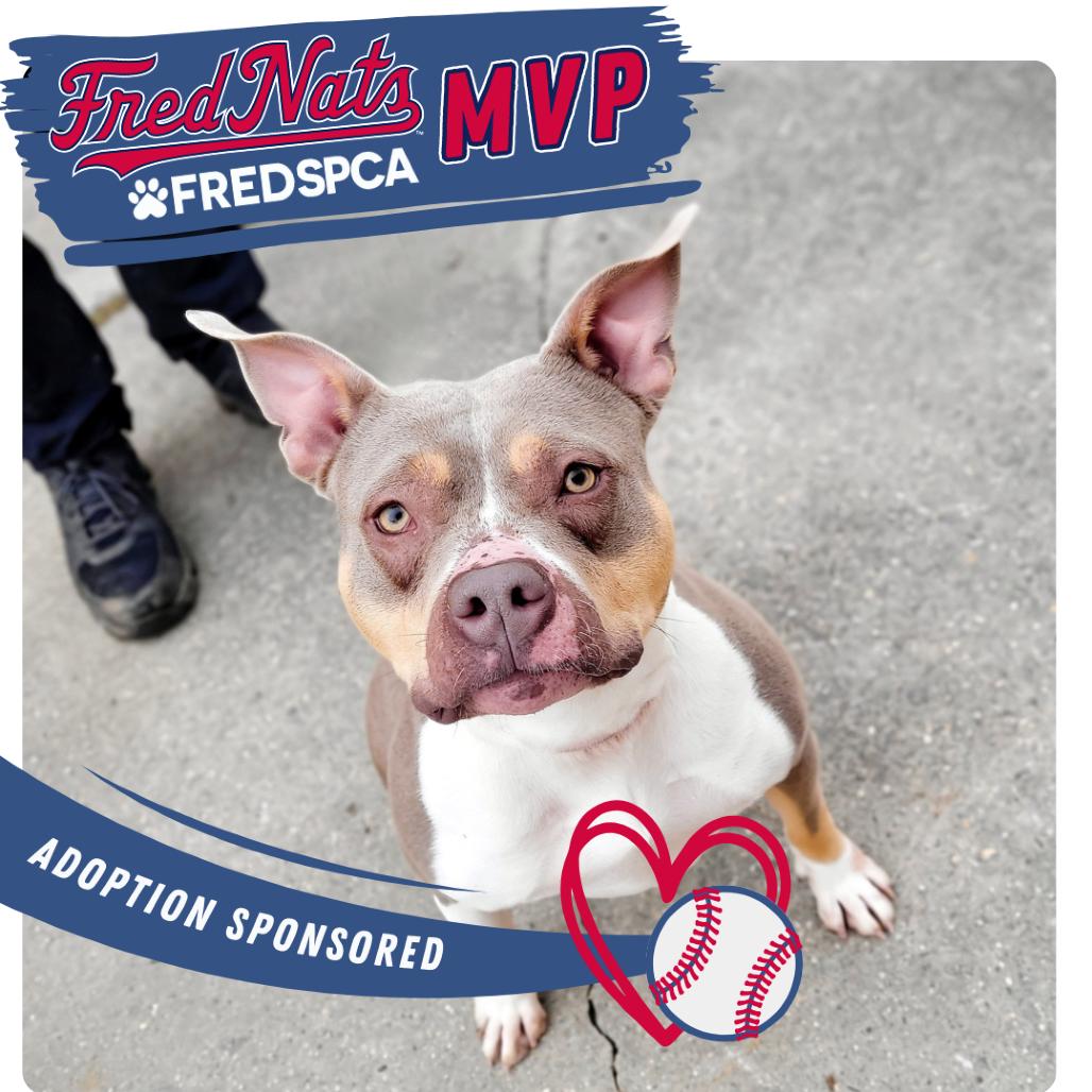 Enlarge Coco, a Adoptable Mixed Breed in Fredericksburg, VA image 3/6