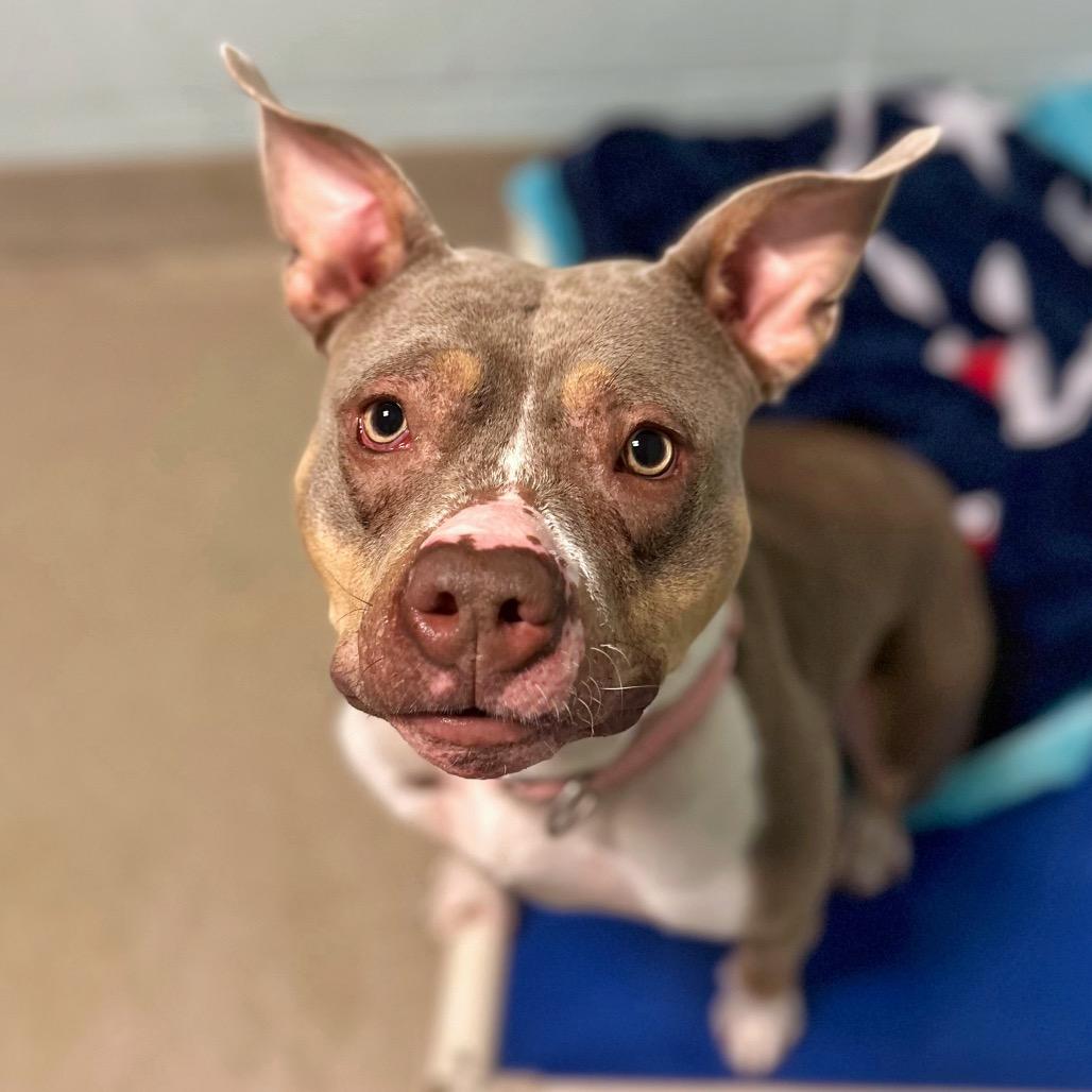 Enlarge Coco, a Adoptable Mixed Breed in Fredericksburg, VA image 3/6