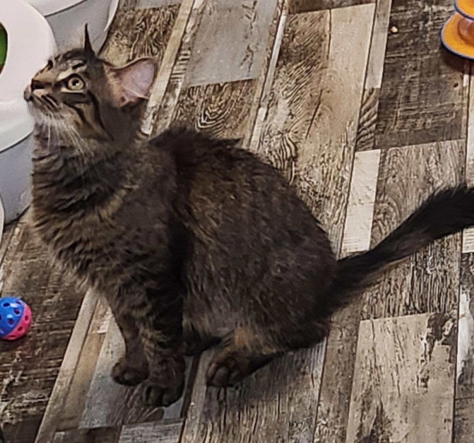 Enlarge Tabitha, a Adoptable Domestic Medium Hair in Crossville, TN image 1/3