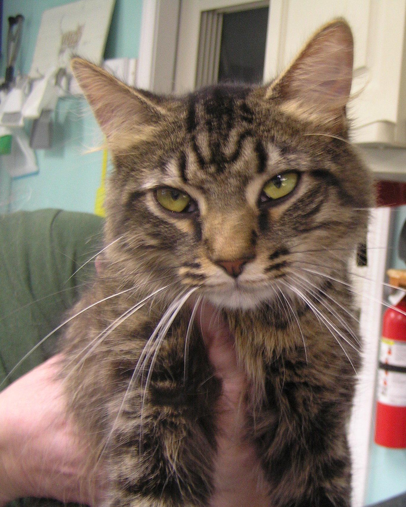 Enlarge Tabitha, a Adoptable Domestic Medium Hair in Crossville, TN image 2/3