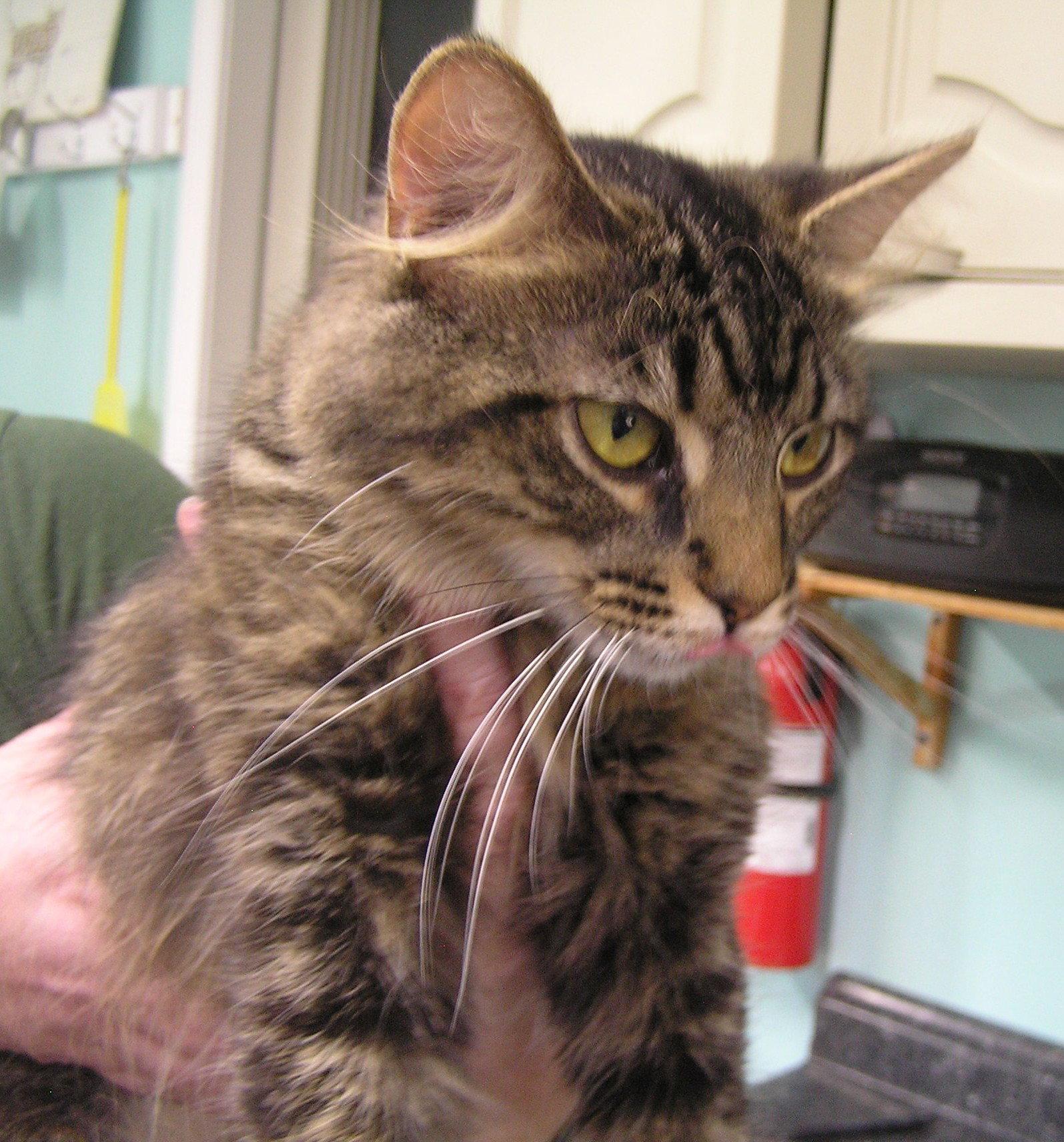Enlarge Tabitha, a Adoptable Domestic Medium Hair in Crossville, TN image 3/3