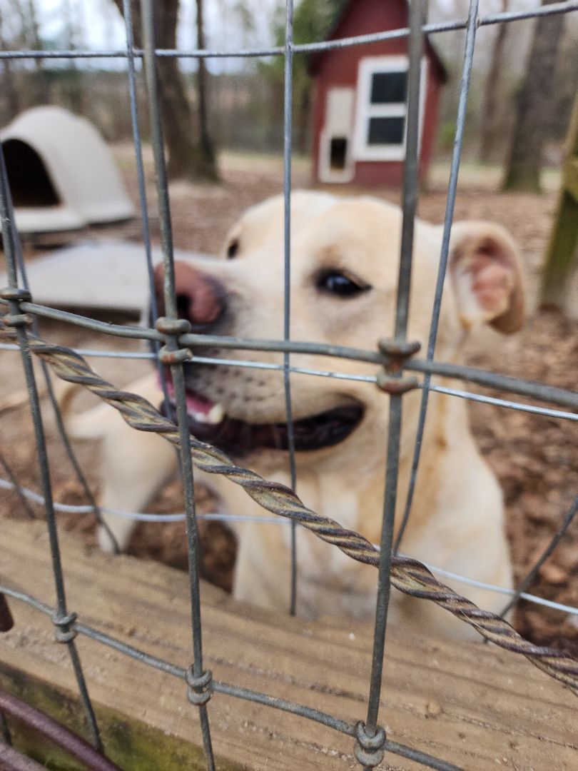 Gustov / Cross, an adoptable Yellow Labrador Retriever, Cardigan Welsh Corgi in Orangeburg, SC, 29116 | Photo Image 3