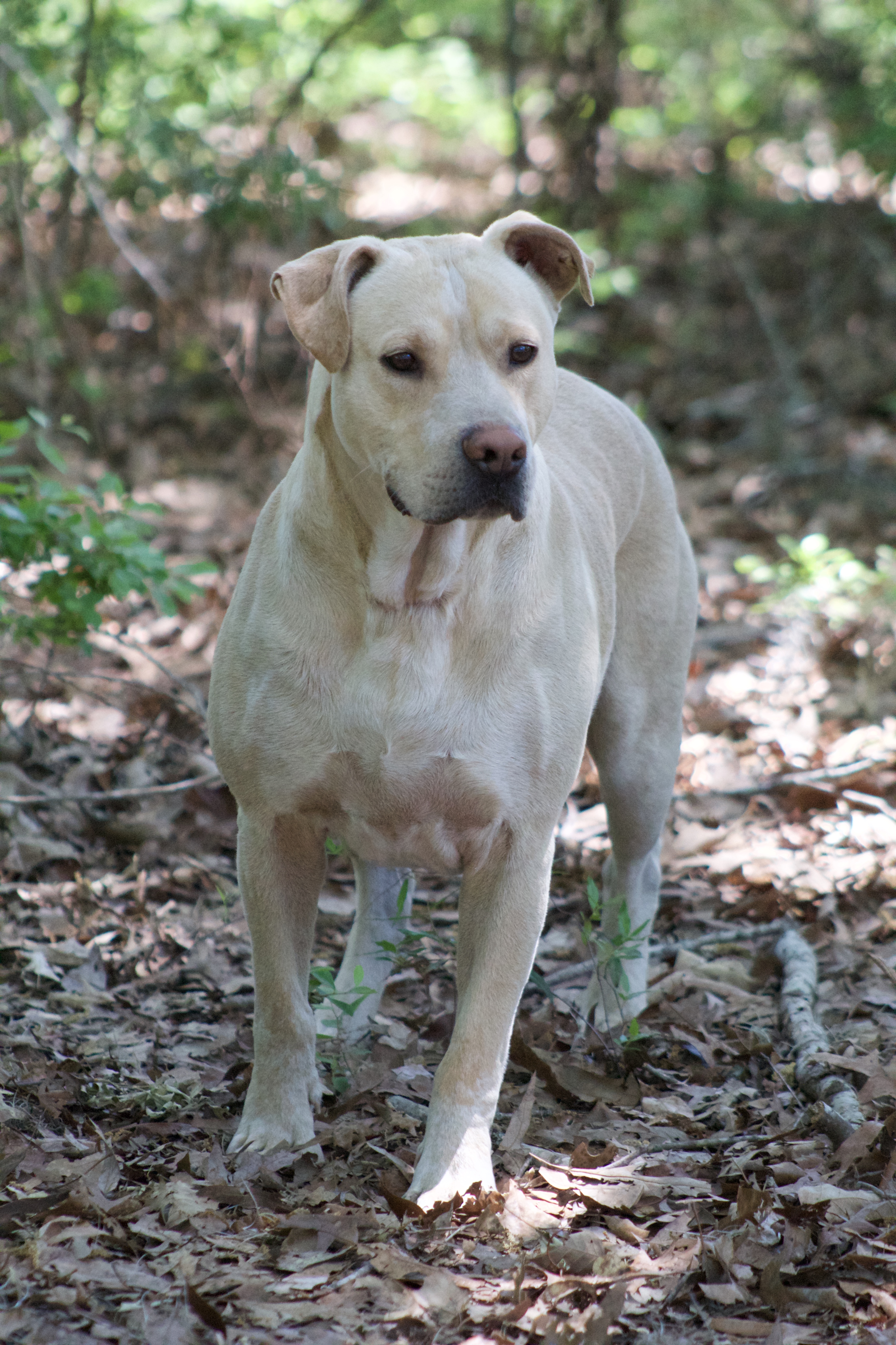 Gustov / Cross, an adoptable Yellow Labrador Retriever, Cardigan Welsh Corgi in Orangeburg, SC, 29116 | Photo Image 6