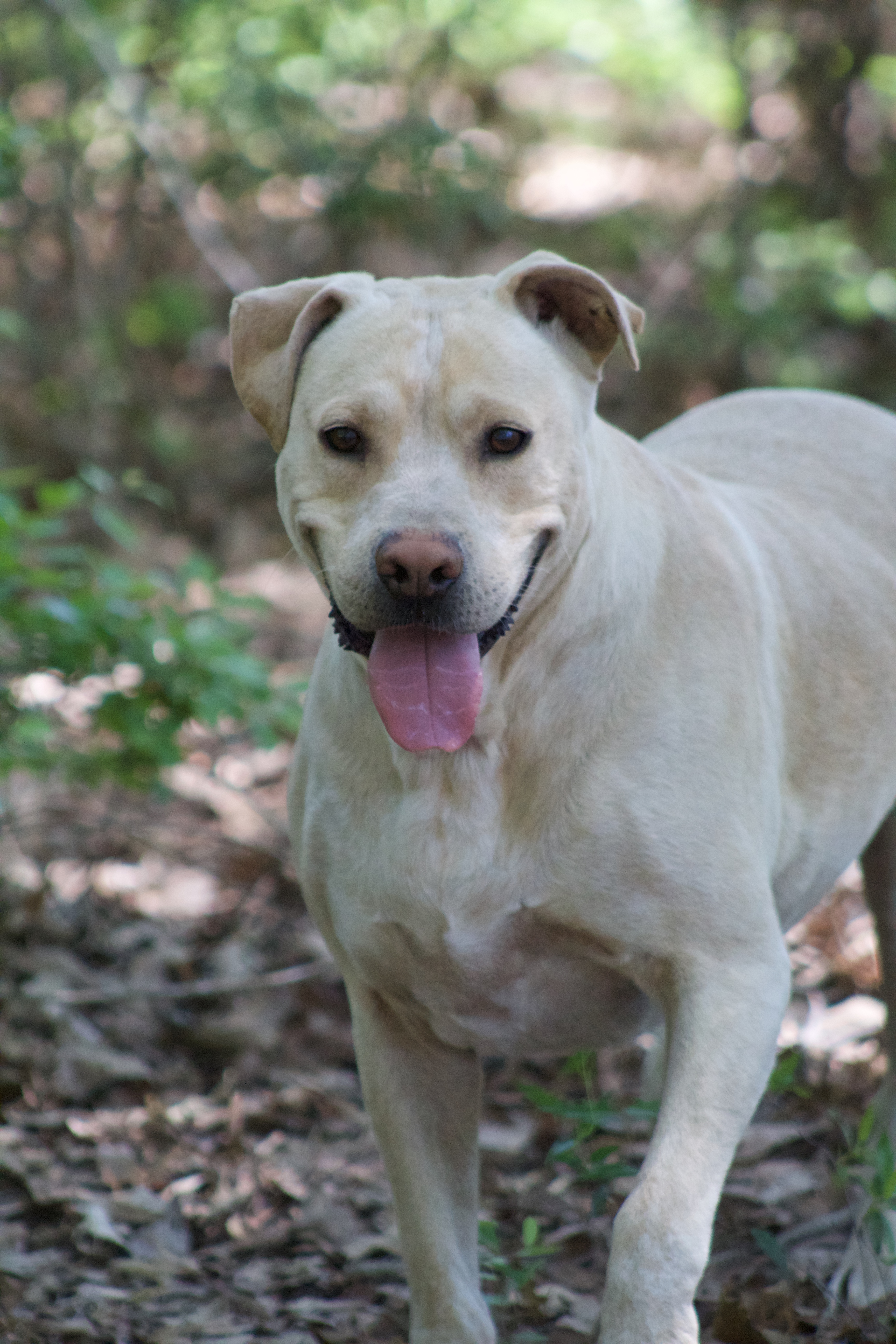 Gustov / Cross, an adoptable Yellow Labrador Retriever, Cardigan Welsh Corgi in Orangeburg, SC, 29116 | Photo Image 2