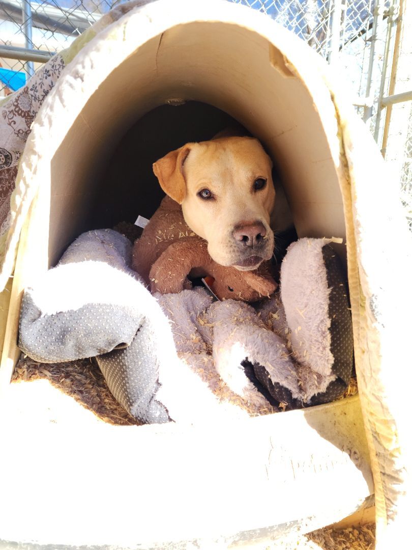 Enlarge Gustov / Cross, a Adoptable mixed breed in Orangeburg, SC image 9/11