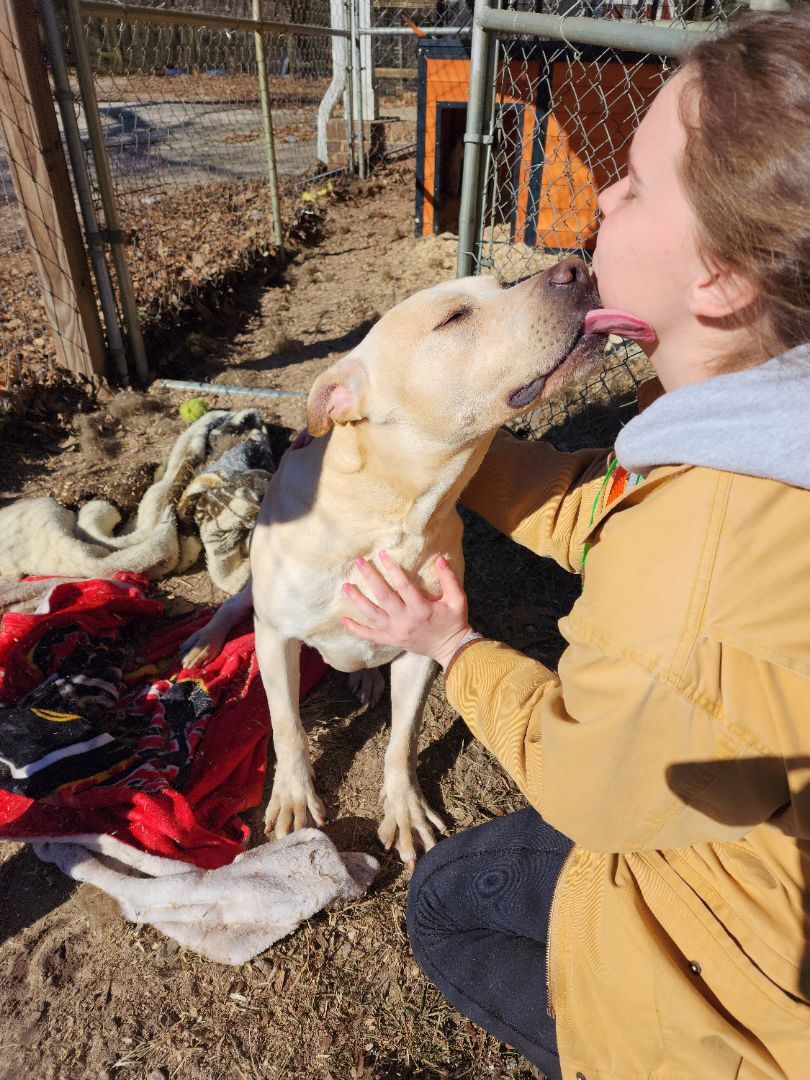 Gustov / Cross, an adoptable Yellow Labrador Retriever, Cardigan Welsh Corgi in Orangeburg, SC, 29116 | Photo Image 1