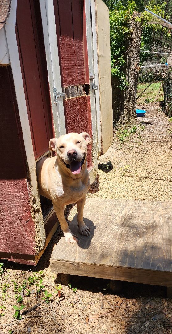 Gustov / Cross, an adoptable Yellow Labrador Retriever, Cardigan Welsh Corgi in Orangeburg, SC, 29116 | Photo Image 5