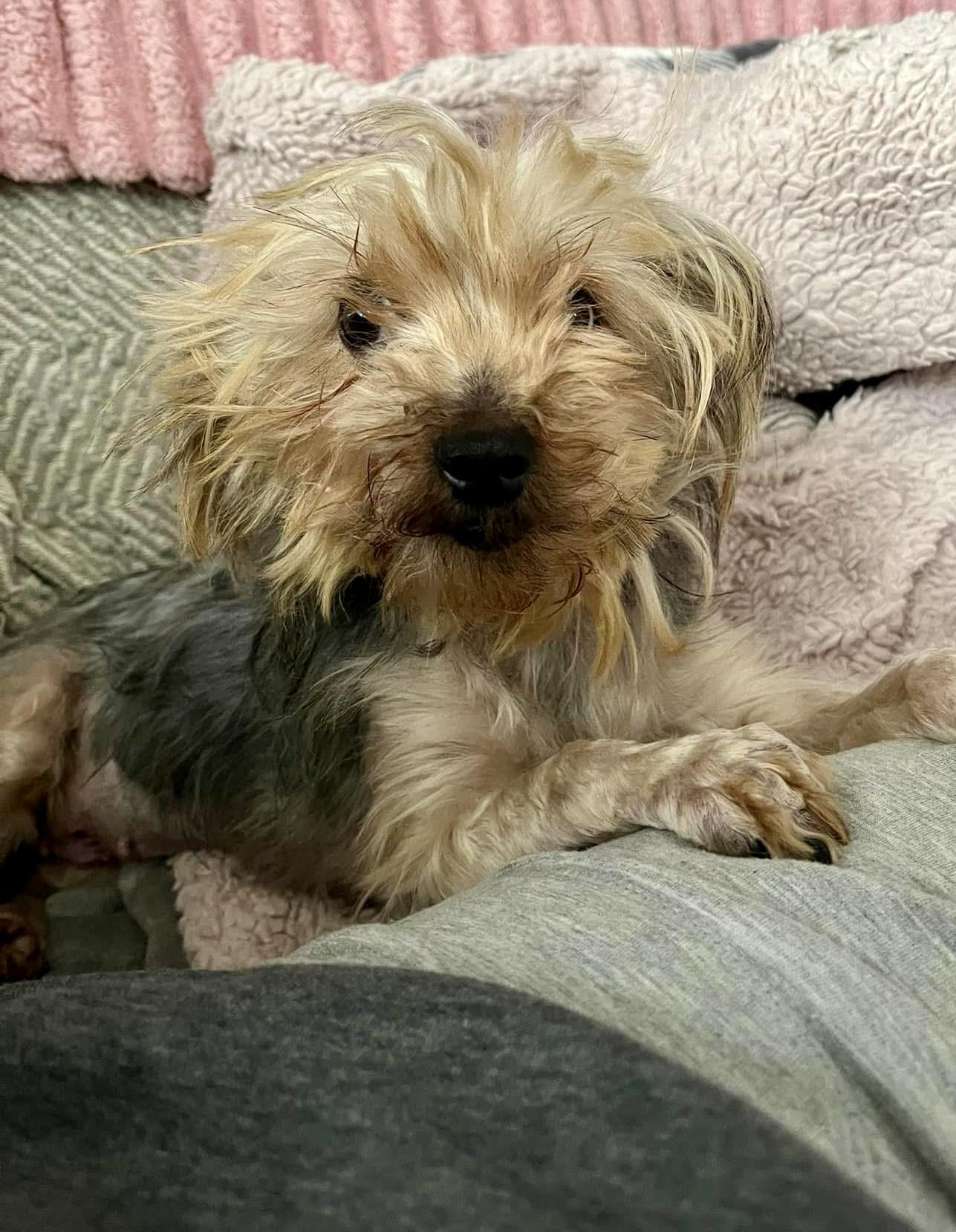 Matilda, adopted, Adult Female Yorkshire Terrier.