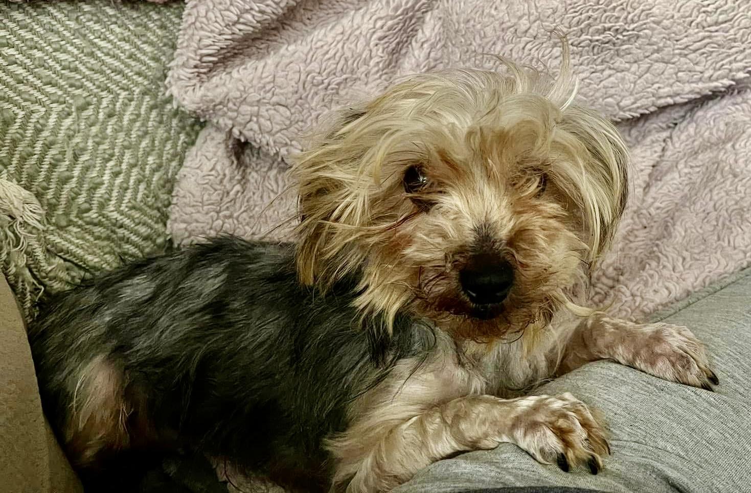 Enlarge Matilda, an adopted Yorkshire Terrier in Grosse Pointe Park, MI image 3/3