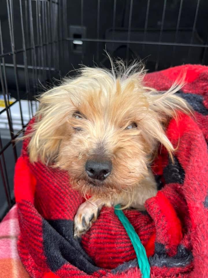 Enlarge Matilda, an adopted Yorkshire Terrier in Grosse Pointe Park, MI image 2/3