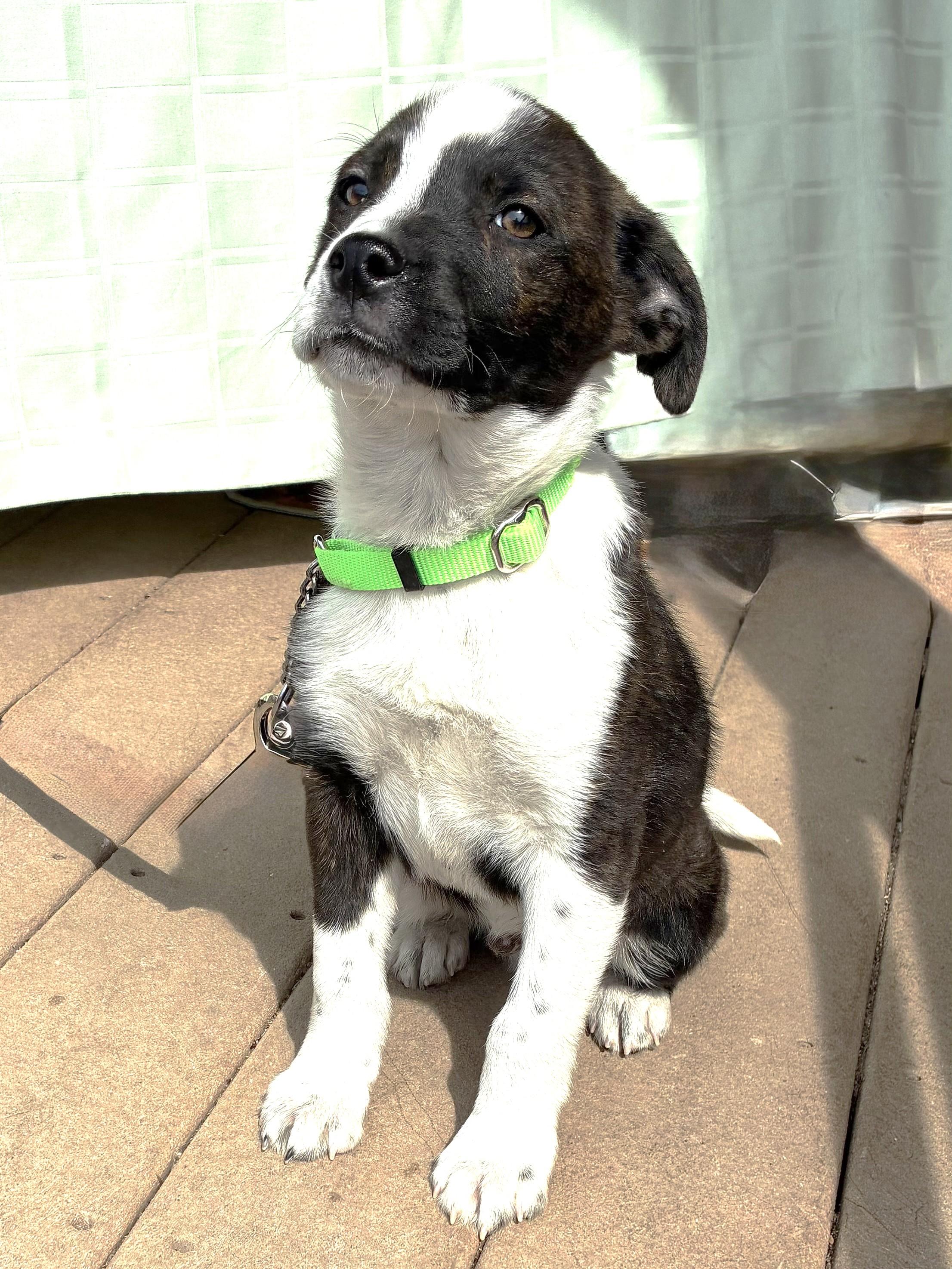 Enlarge Triller, a Adoptable mixed breed in West Chicago, IL image 1/3