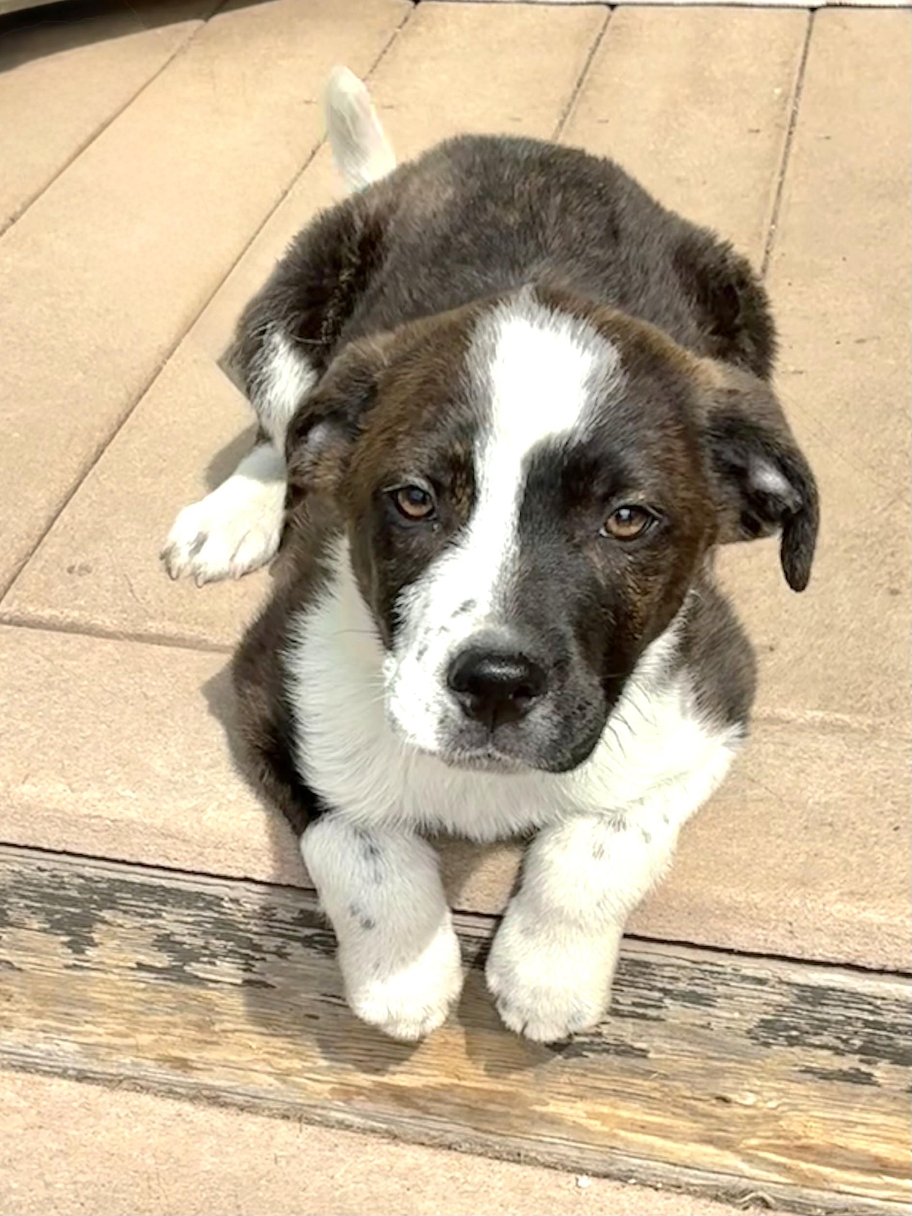 Enlarge Triller, a Adoptable mixed breed in West Chicago, IL image 3/3