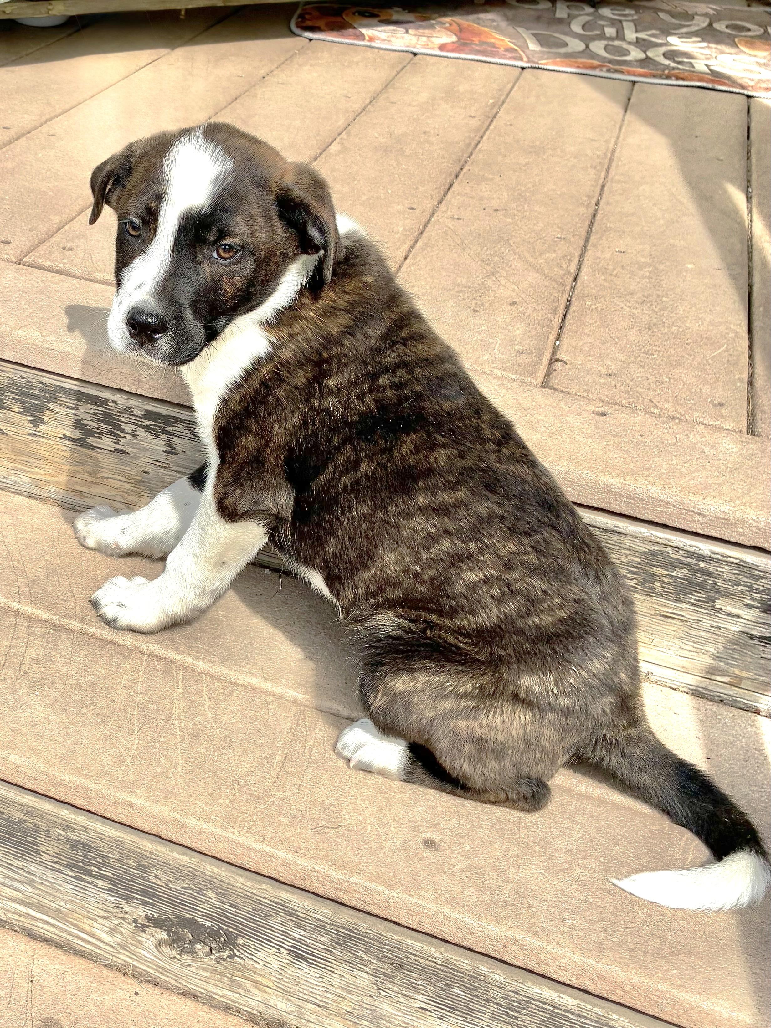 Enlarge Triller, a Adoptable mixed breed in West Chicago, IL image 2/3