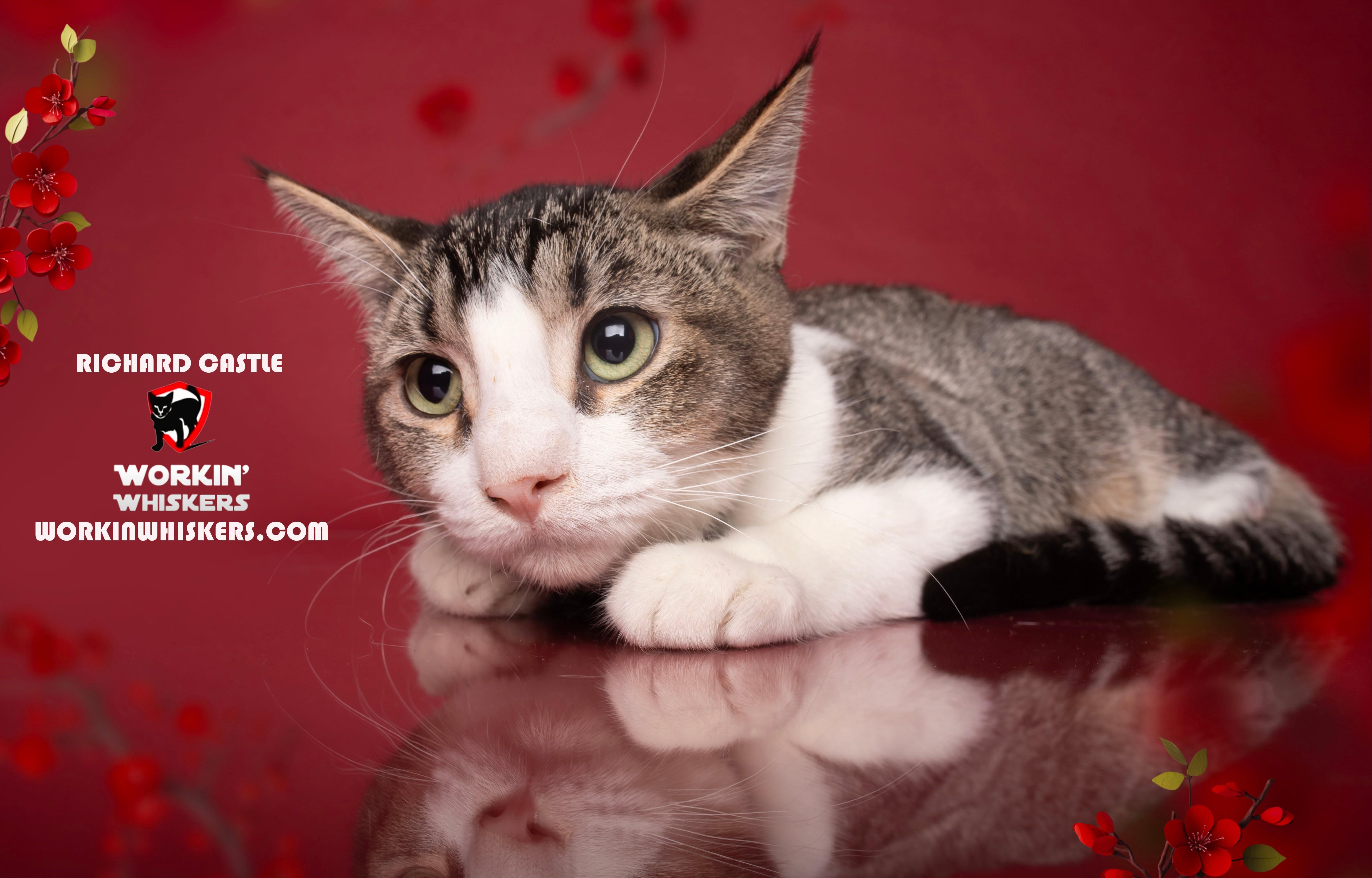 Enlarge RICHARD CASTLE, a Adoptable mixed breed in HEMET, CA image 1/1