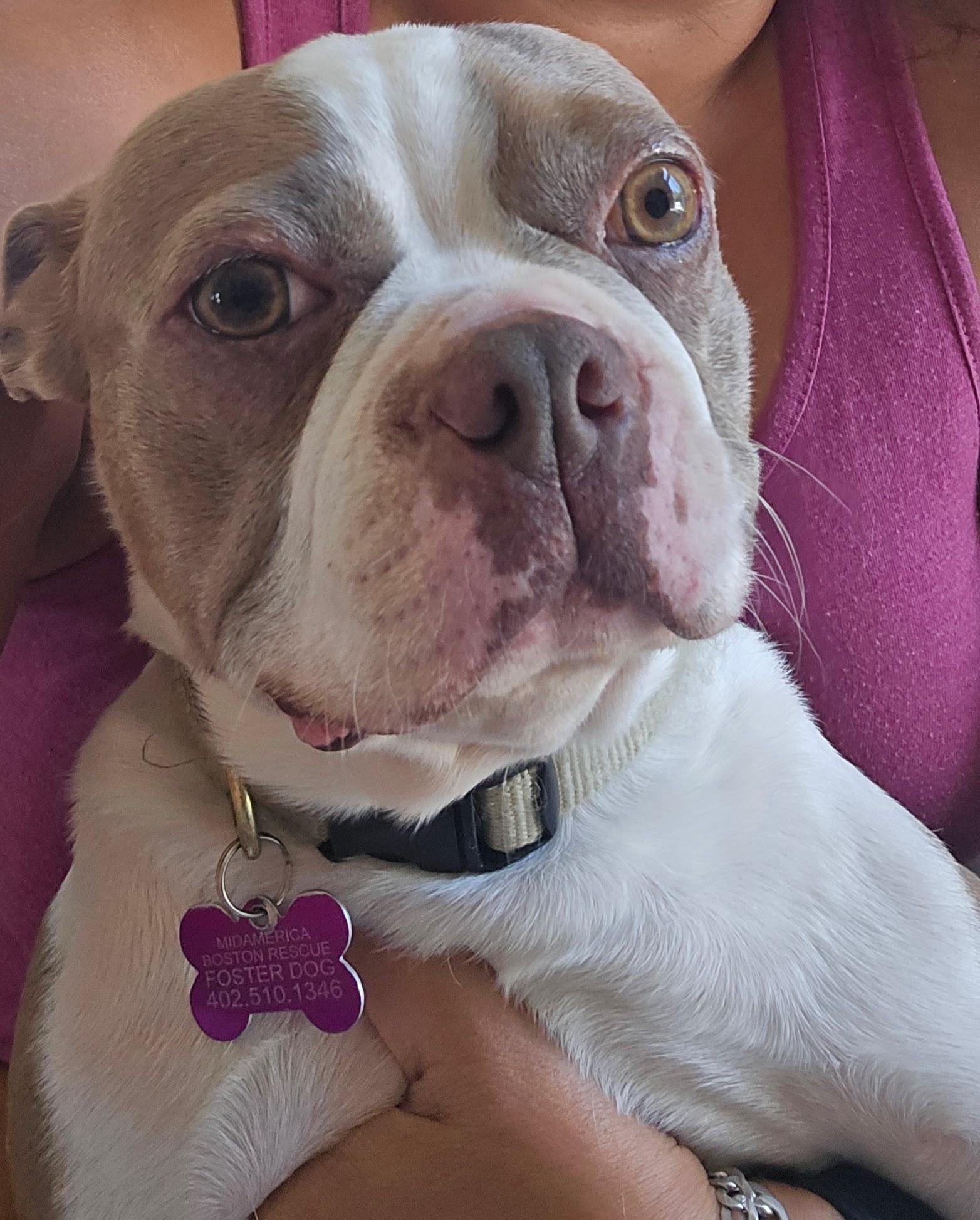 Enlarge Thumper - pending, a ADOPTABLE Boston Terrier in Littleton, CO image 5/6