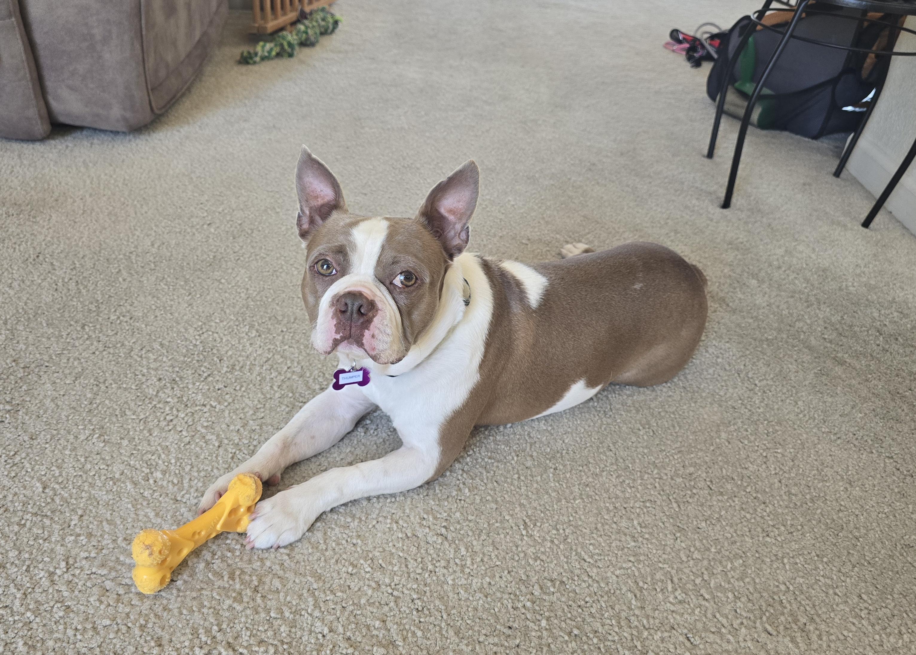 Enlarge Thumper - pending, a ADOPTABLE Boston Terrier in Littleton, CO image 1/6