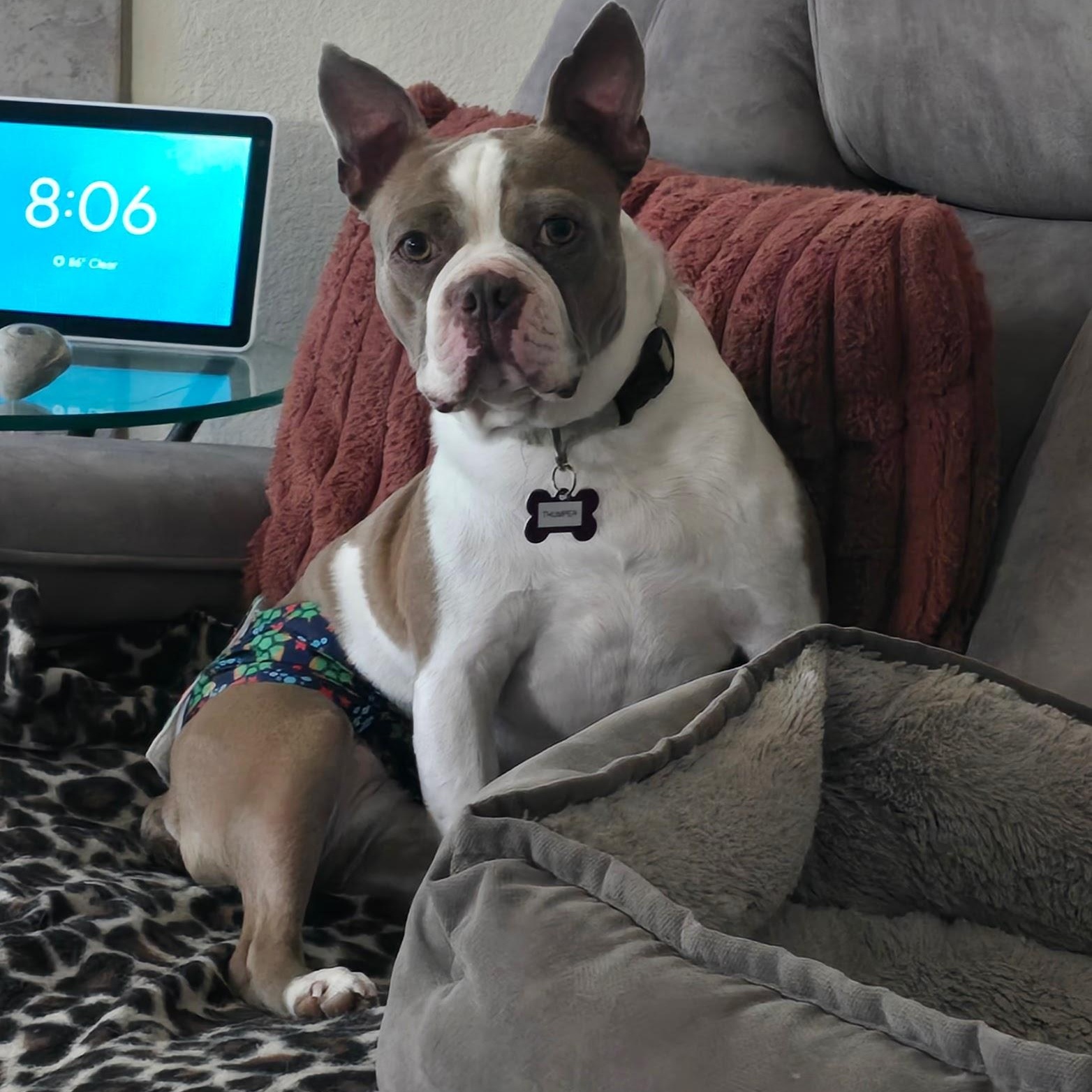 Thumper in CO, a ADOPTABLE Boston Terrier in Littleton, CO image 4/5