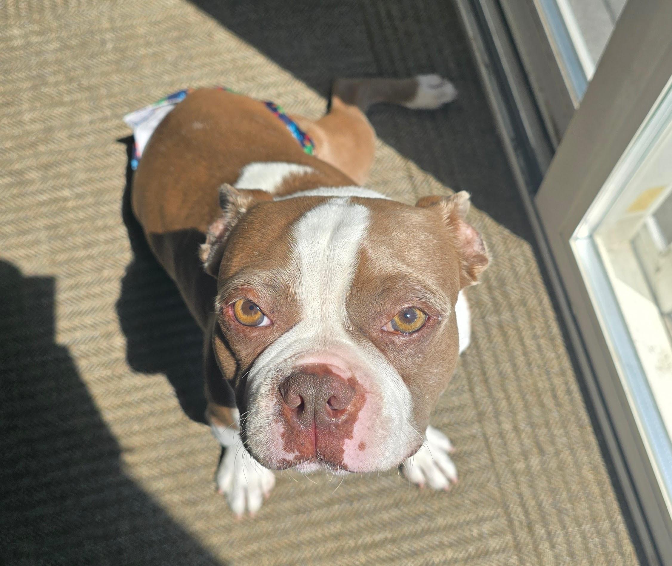 Enlarge Thumper - pending, a ADOPTABLE Boston Terrier in Littleton, CO image 6/6