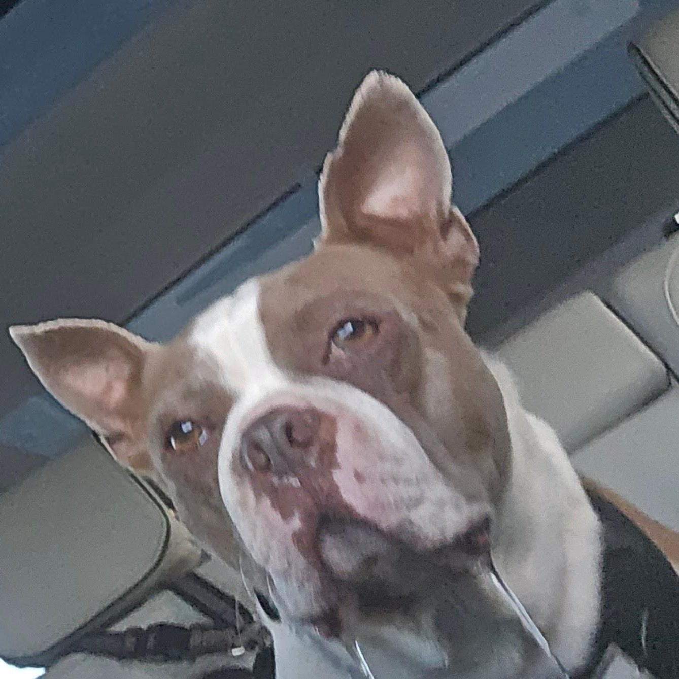 Thumper in CO, a ADOPTABLE Boston Terrier in Littleton, CO image 2/5