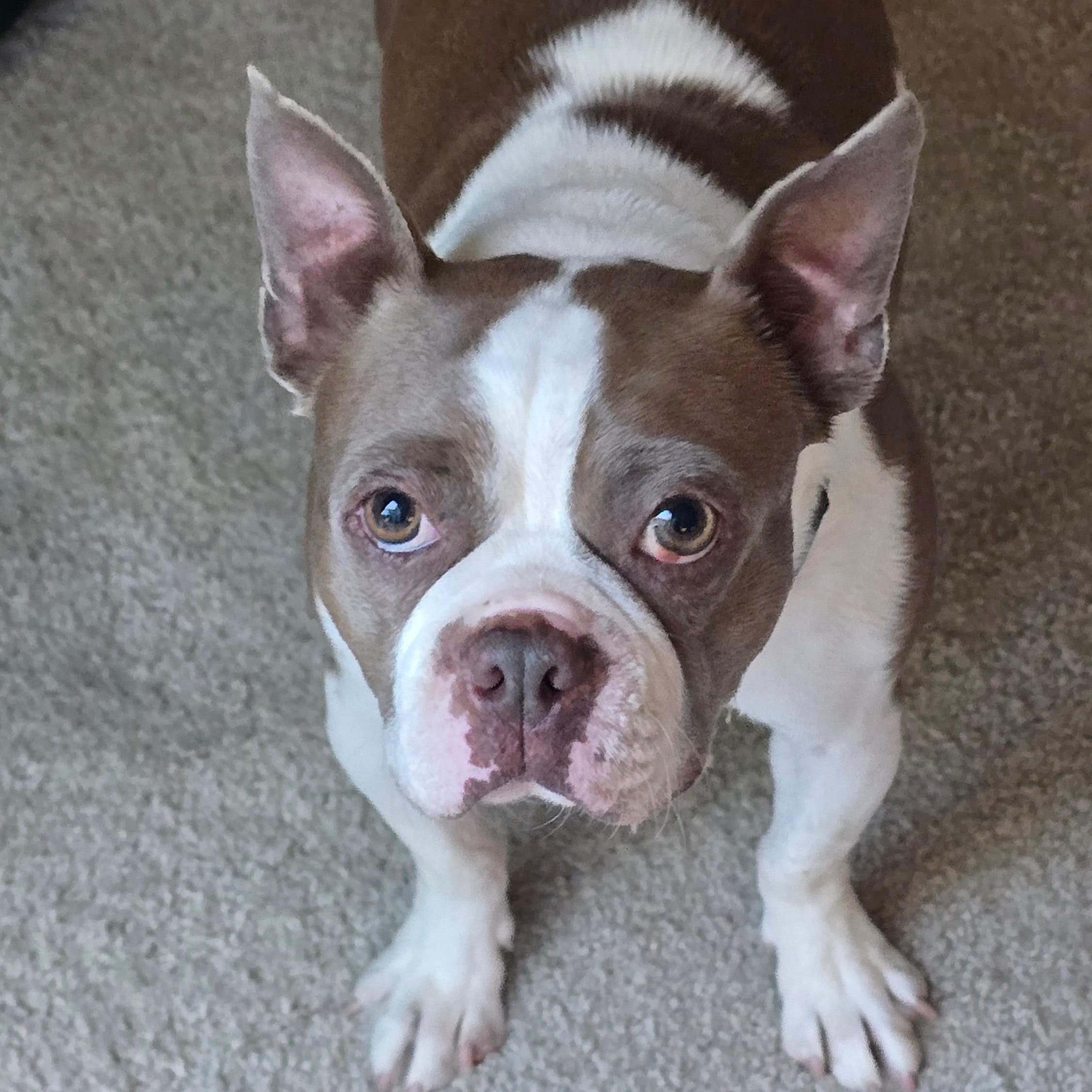 Thumper in CO, a ADOPTABLE Boston Terrier in Littleton, CO image 1/5