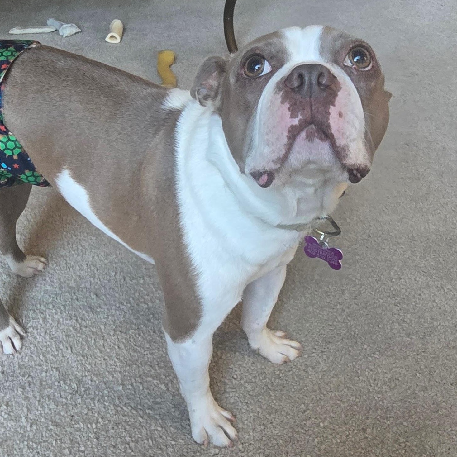 Thumper in CO, a ADOPTABLE Boston Terrier in Littleton, CO image 5/5