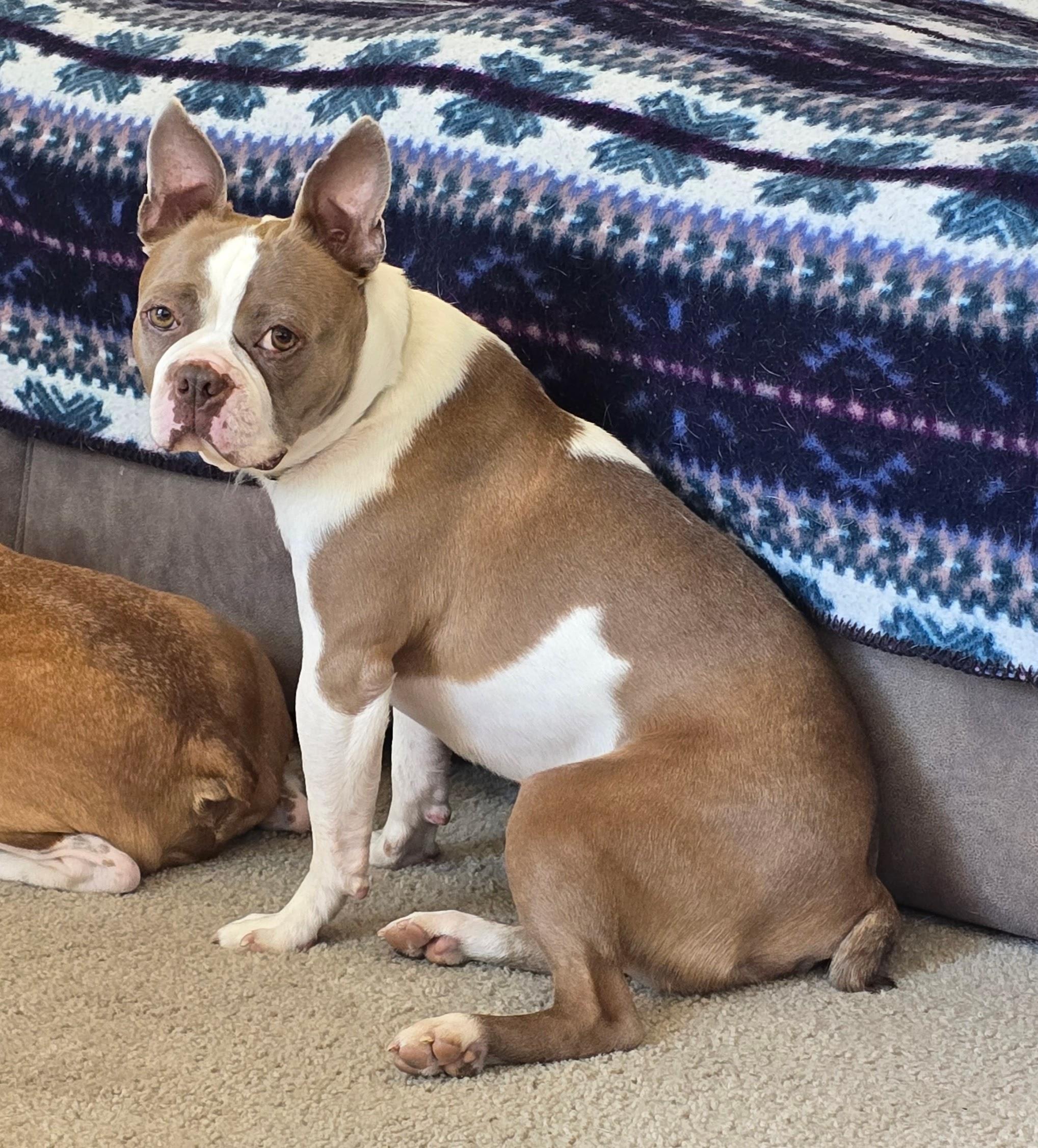 Enlarge Thumper - pending, a ADOPTABLE Boston Terrier in Littleton, CO image 4/6