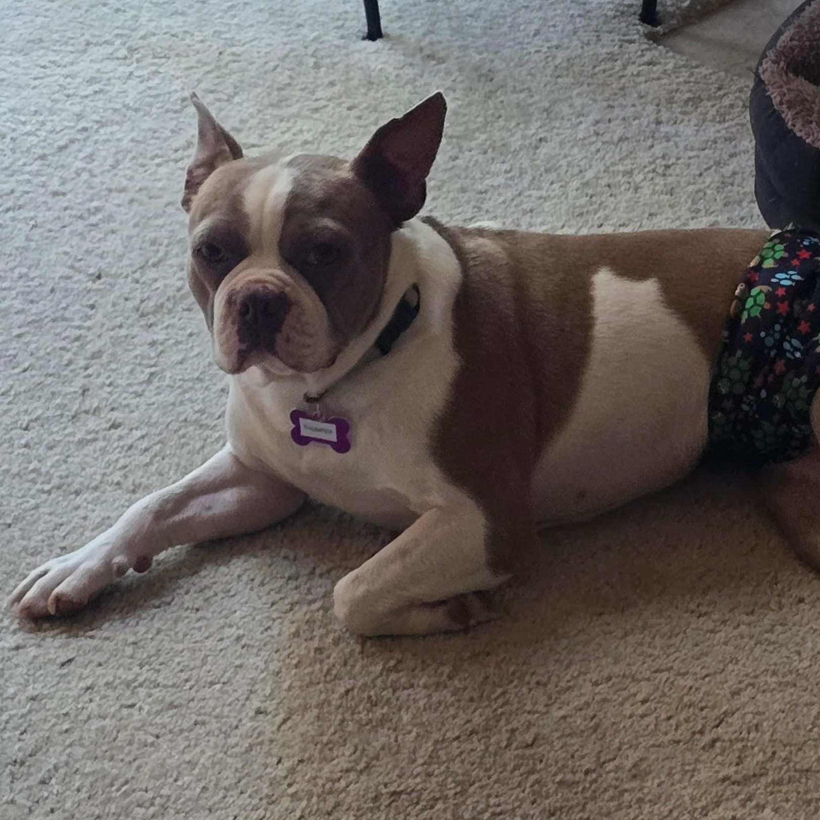 Thumper in CO, a ADOPTABLE Boston Terrier in Littleton, CO image 3/5