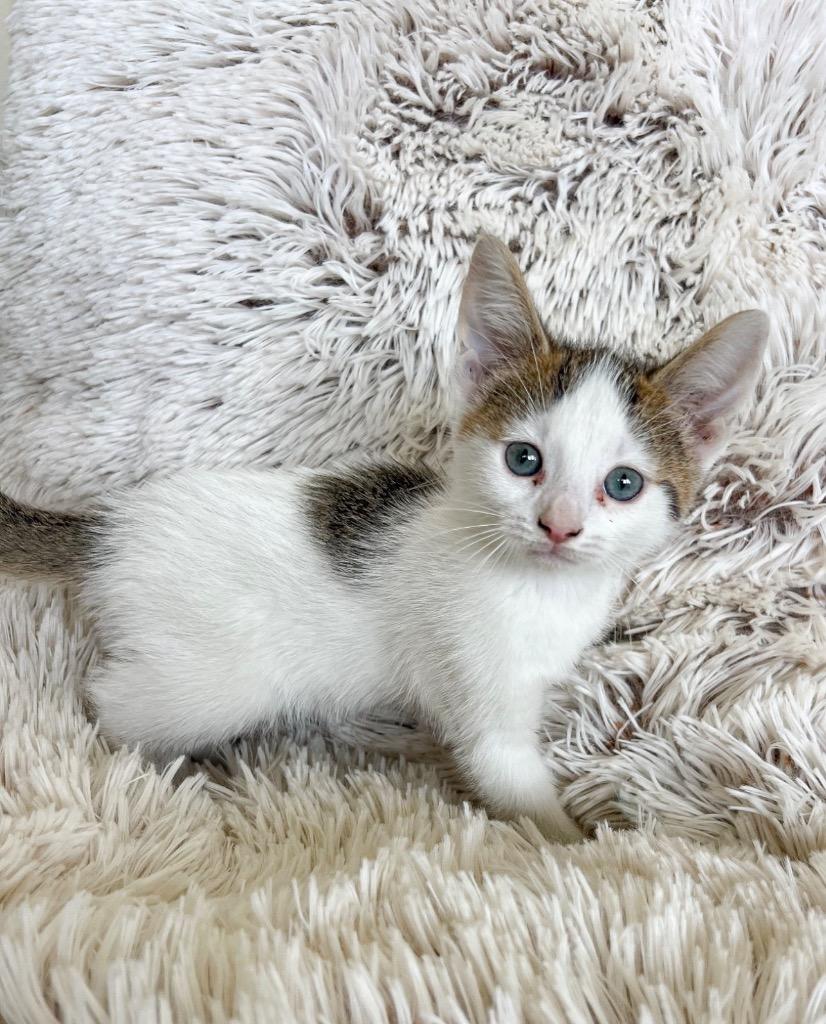 Enlarge E'owyn, a Adoptable Domestic Short Hair in St. Ignace, MI image 1/1