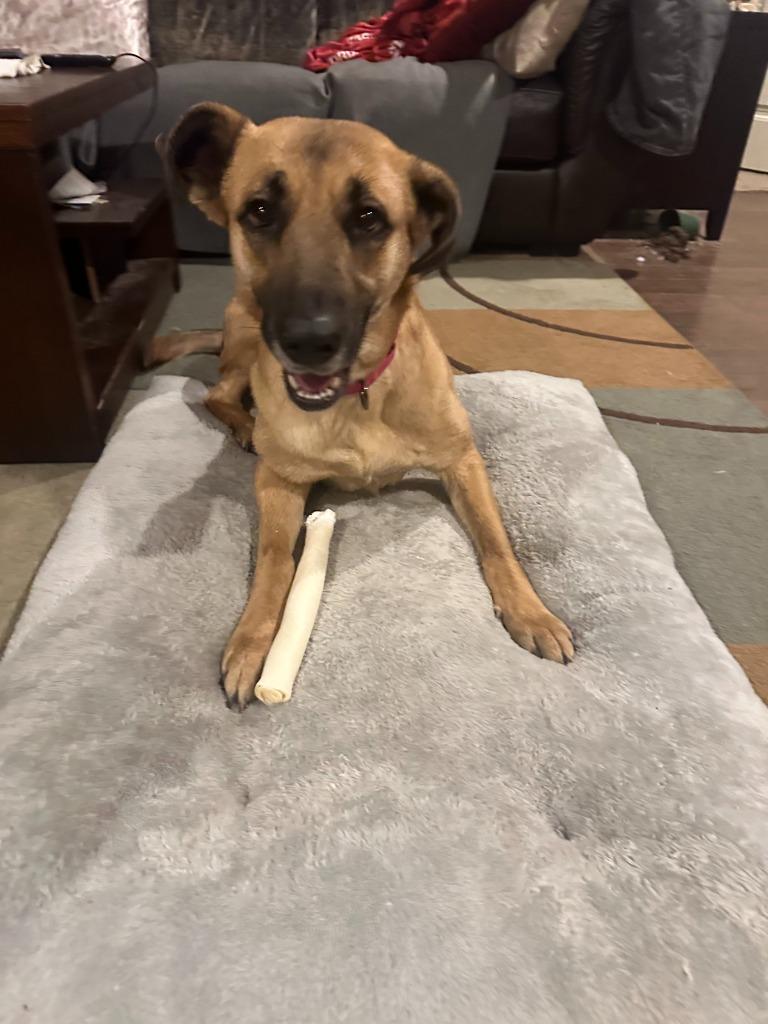 Wips, Adoptable, Young Female Shepherd & Mixed Breed.