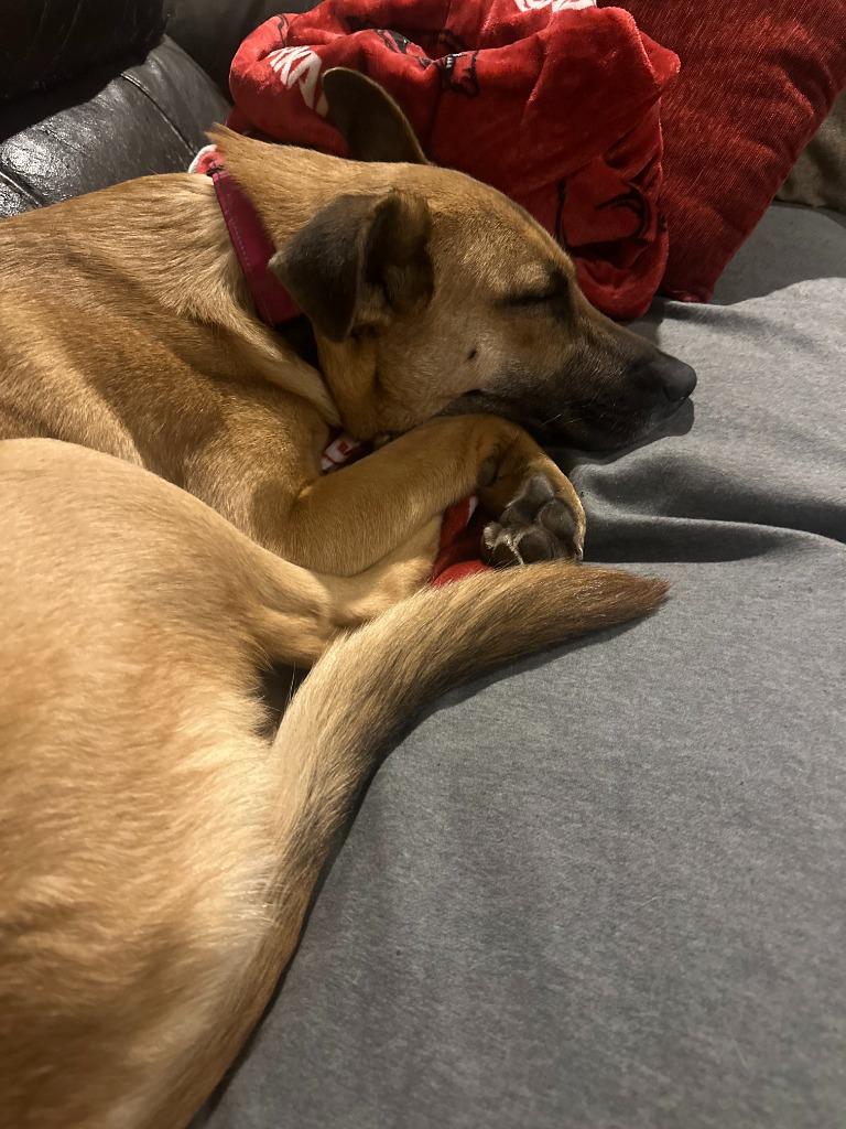 Enlarge Wips, a Adoptable mixed breed in Fayetteville, AR image 2/5