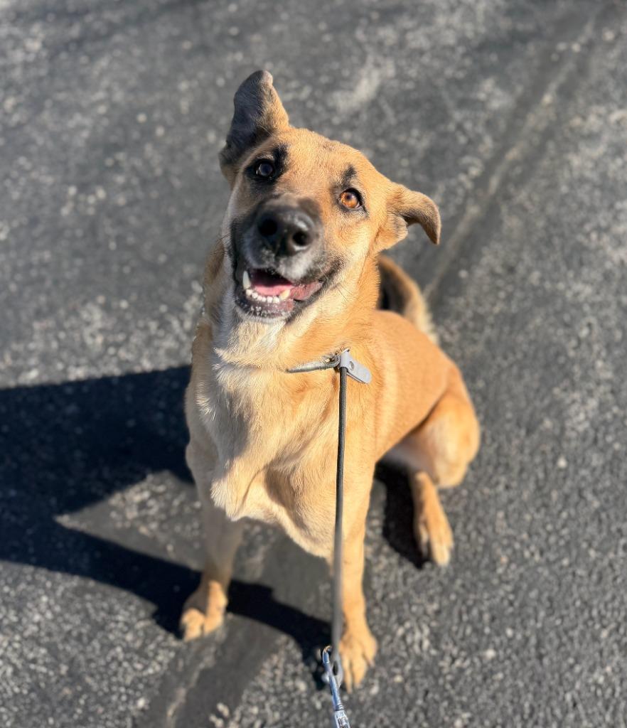 Enlarge Wips, a Adoptable mixed breed in Fayetteville, AR image 4/5