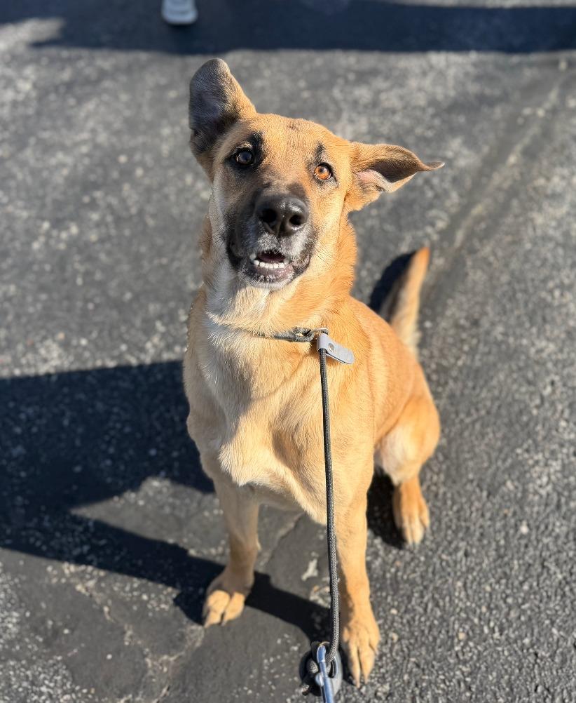 Enlarge Wips, a Adoptable mixed breed in Fayetteville, AR image 5/5