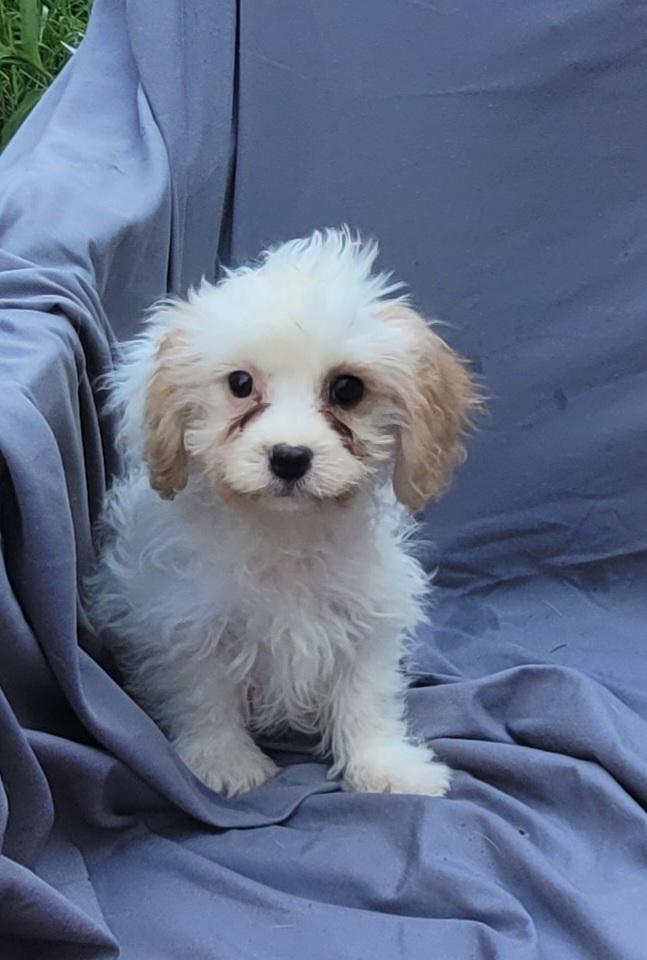 ELAINE, an adoptable Cavachon in Woodsfield, OH, 43793 | Photo Image 2