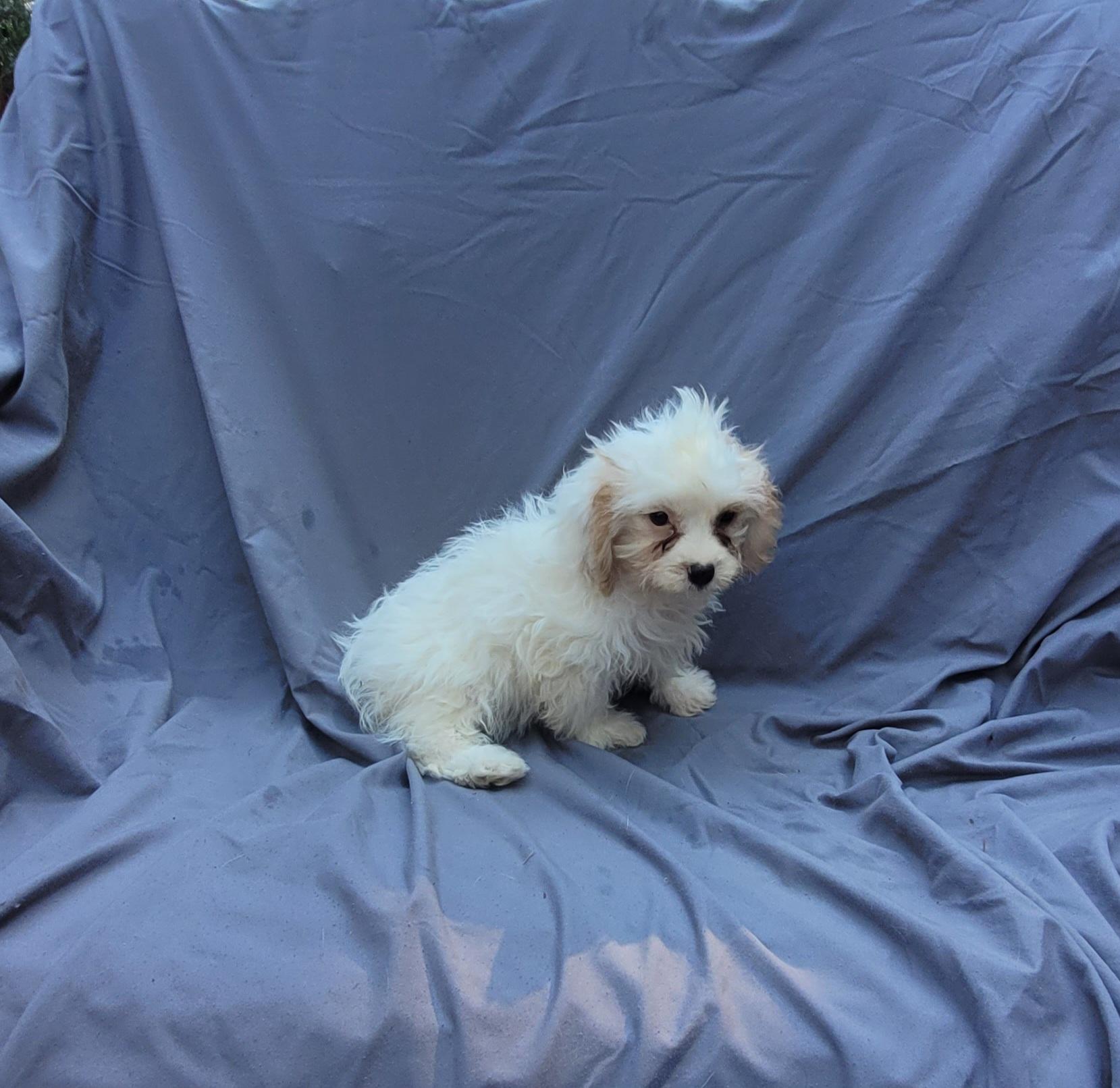 ELAINE, an adoptable Cavachon in Woodsfield, OH, 43793 | Photo Image 3
