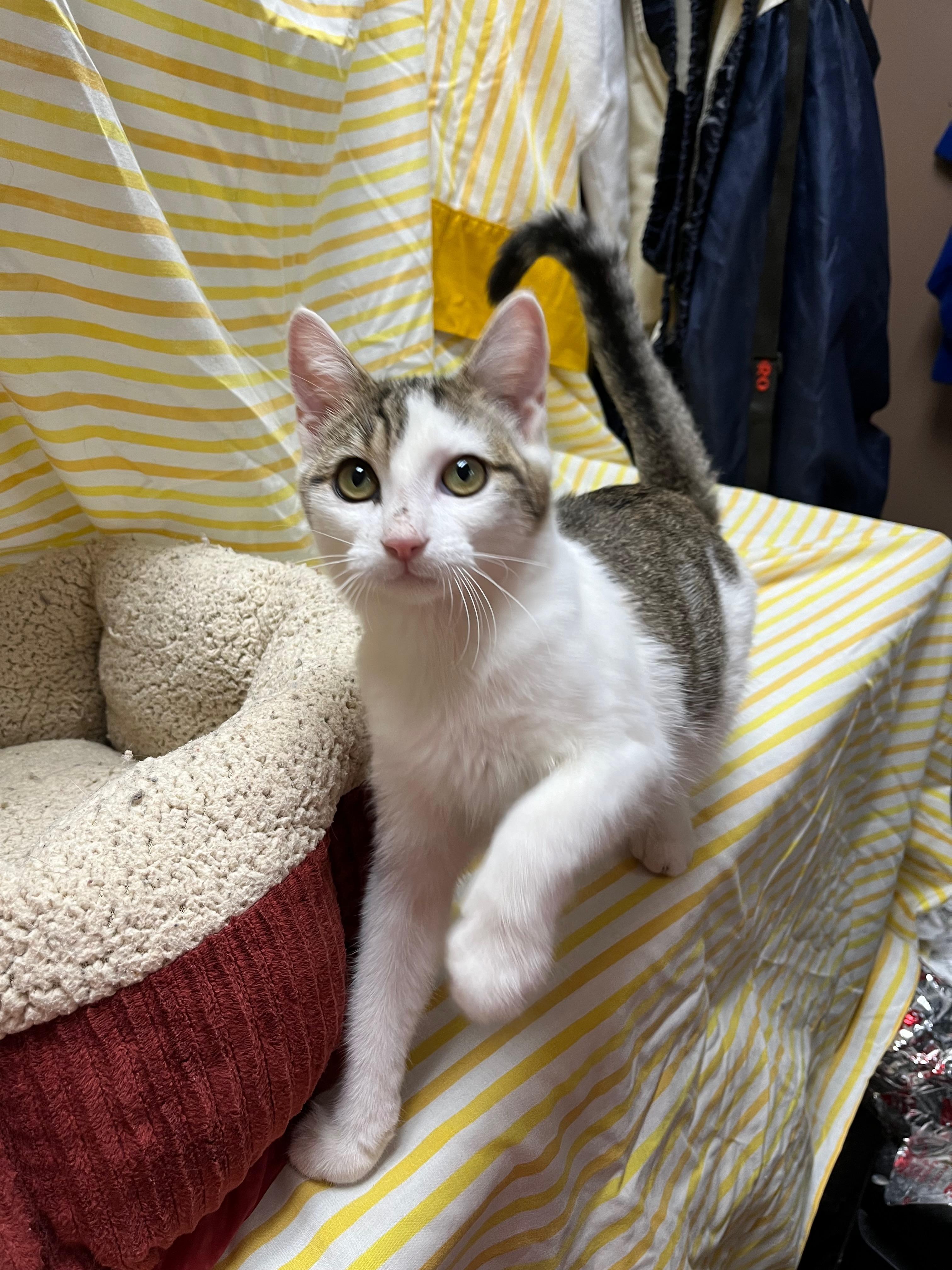 Dumpling, Adoptable, Kitten Female Domestic Short Hair.