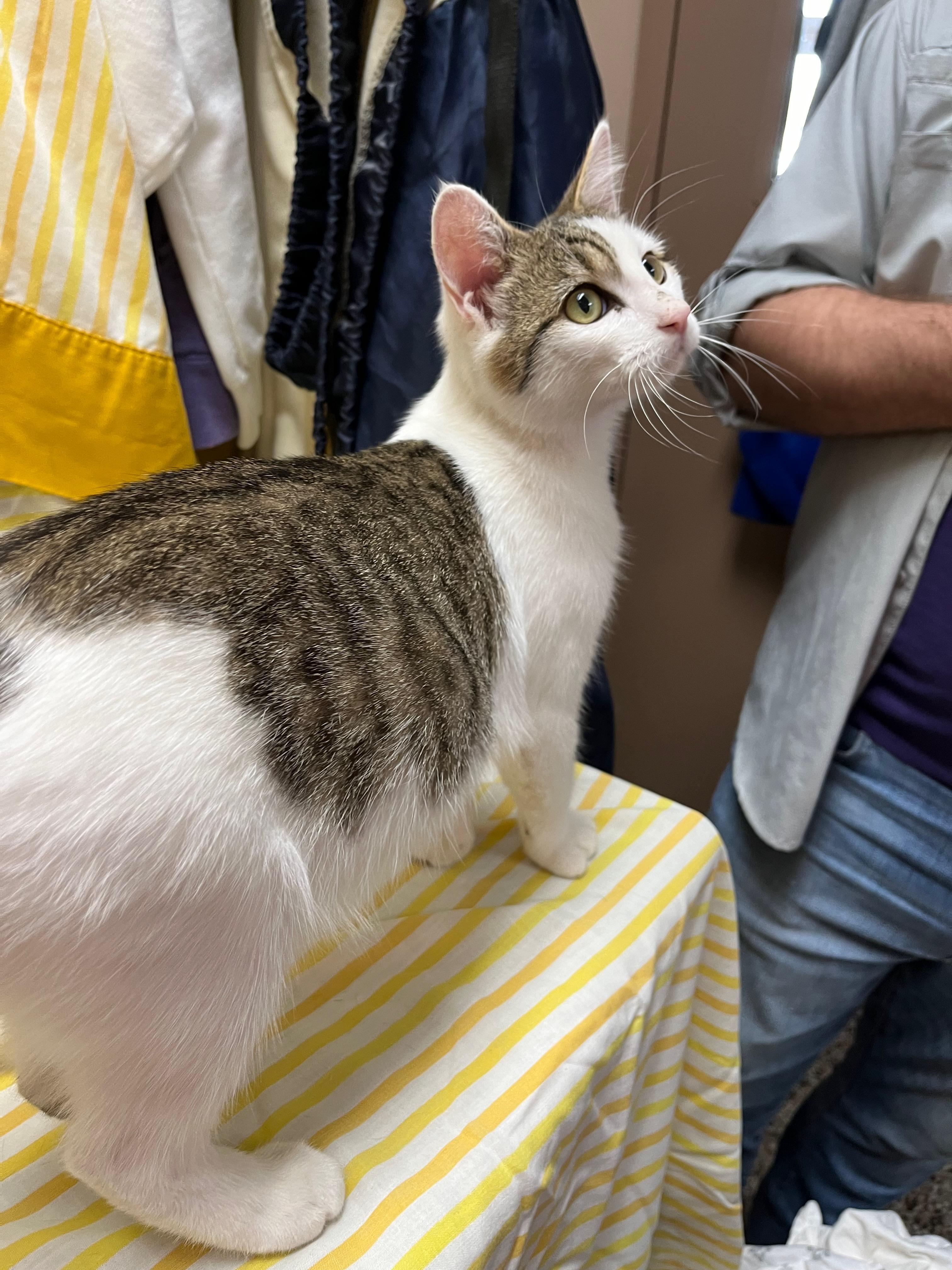 Dumpling, a Adoptable Domestic Short Hair in Richmond, KY image 3/6