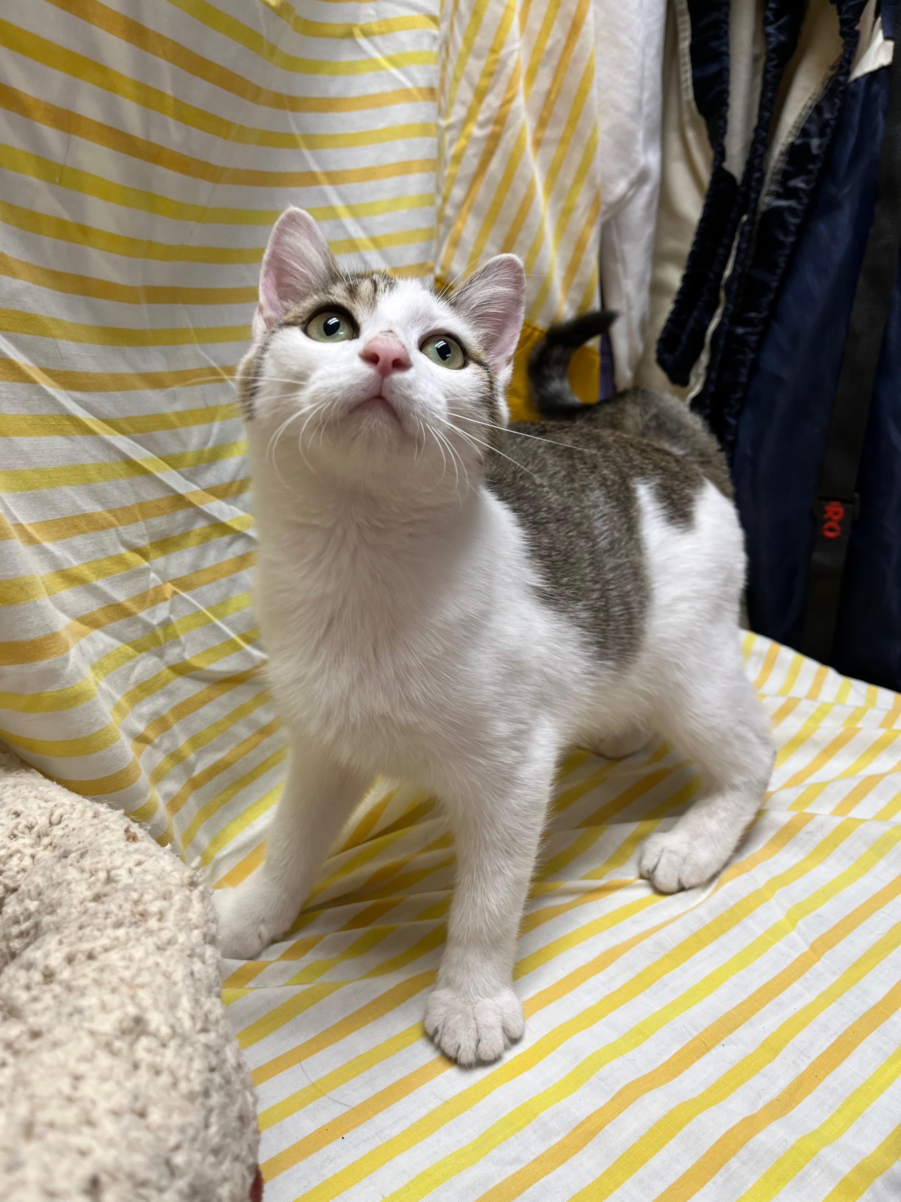 Dumpling, a Adoptable Domestic Short Hair in Richmond, KY image 4/6