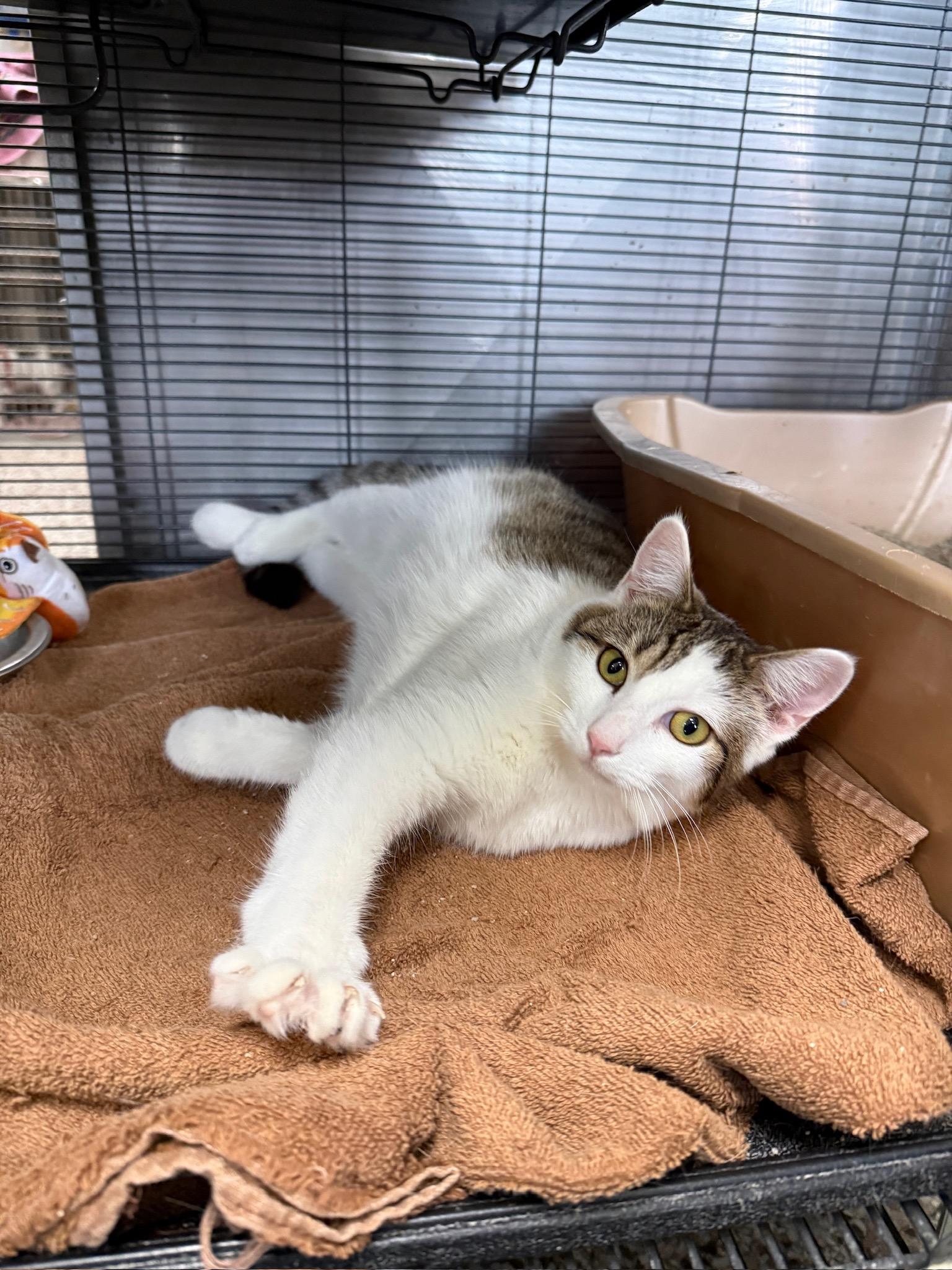 Dumpling, Adoptable, Kitten Female Domestic Short Hair.