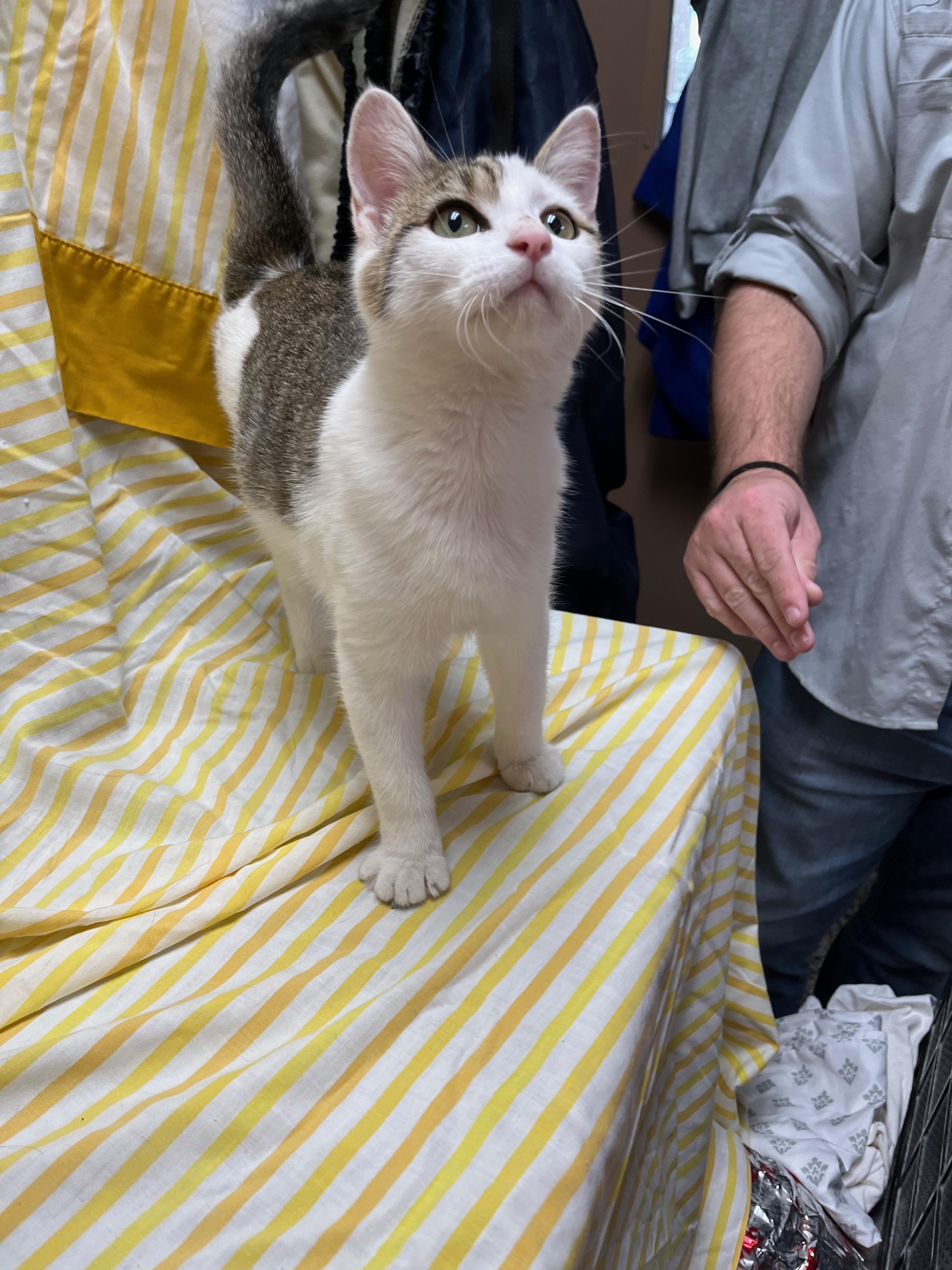 Dumpling, a Adoptable Domestic Short Hair in Richmond, KY image 5/6