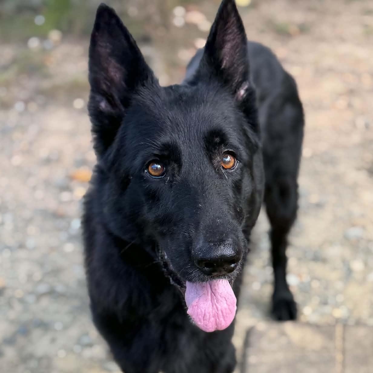 26-01146 KATANA, Adoptable, Adult Female Shepherd.