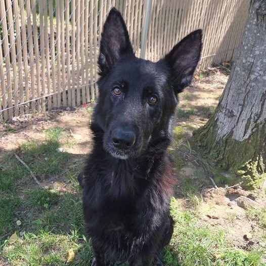 Enlarge 26-01146 KATANA, a Adoptable Shepherd in Fredericksburg, VA image 2/2