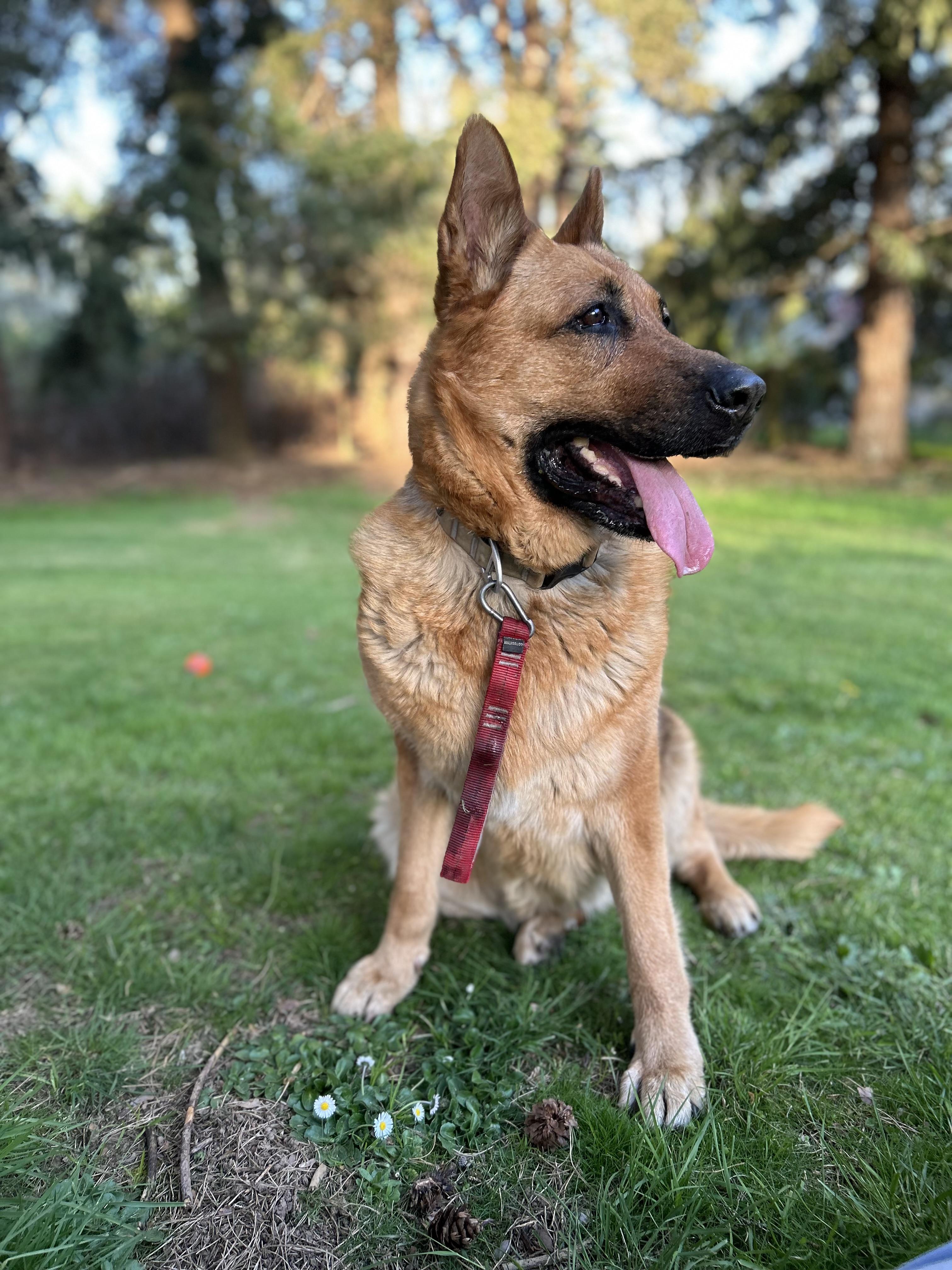 Enlarge DELILAH, a Adoptable German Shepherd Dog in Portland , OR image 4/6
